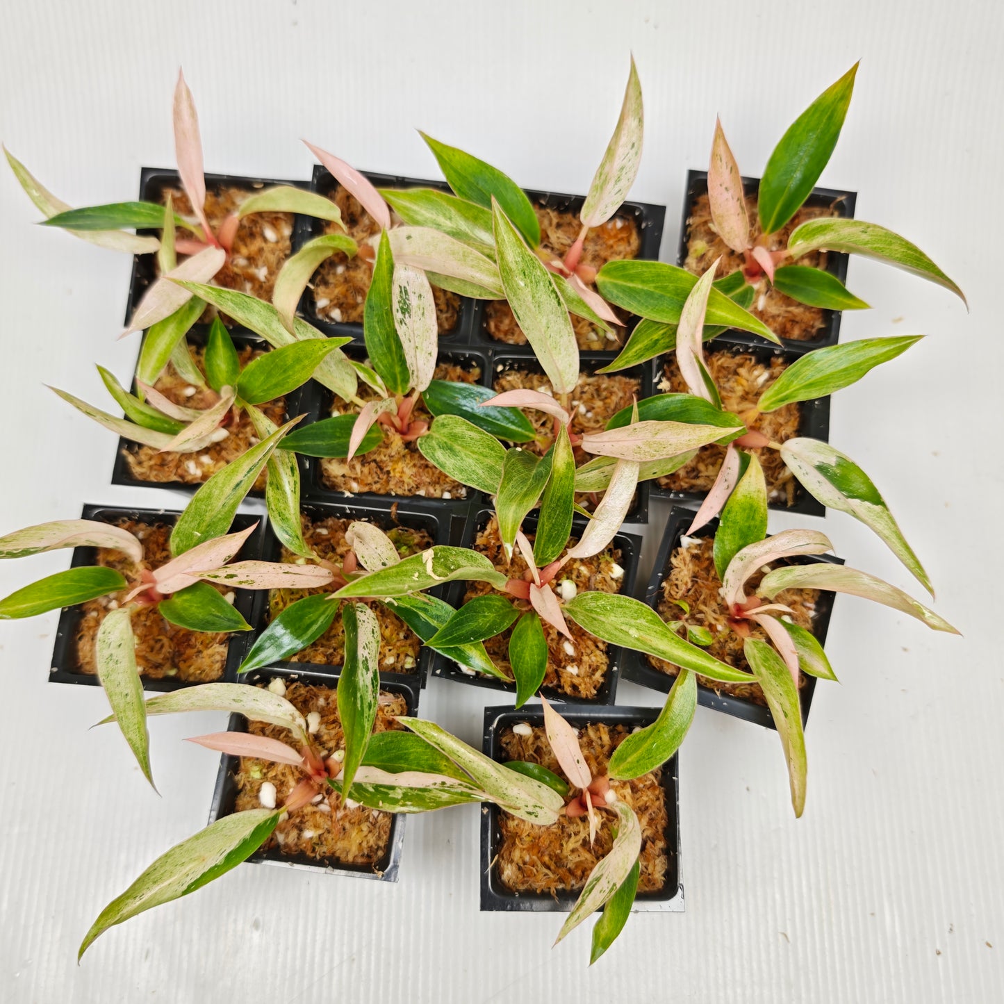 Philodendron Caramel Pink Mint / Strawberry Mint