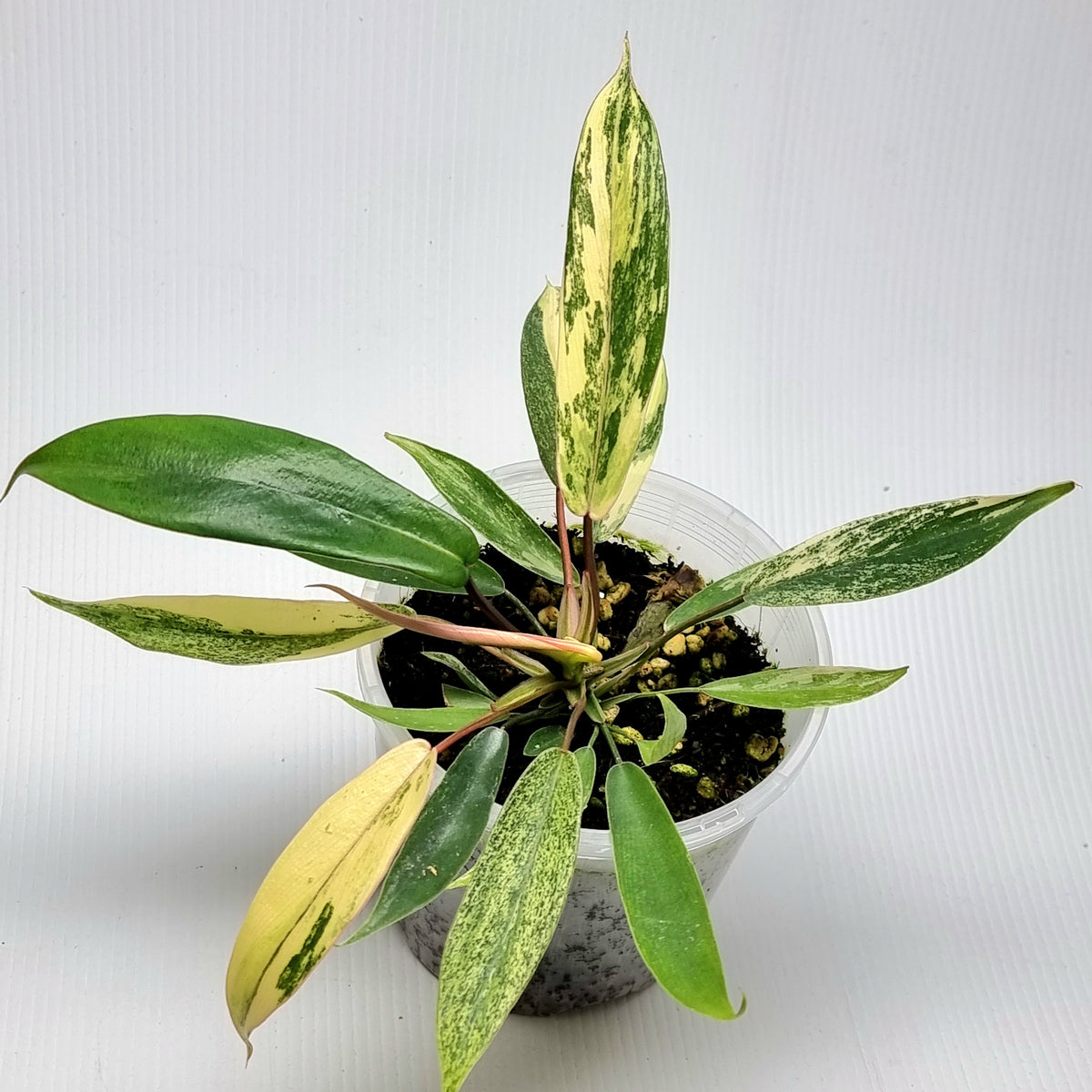 Philodendron joepii Mint Variegated