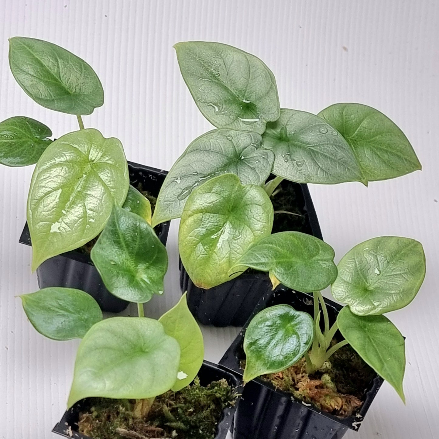 Alocasia Silver Dragon REVERTED
