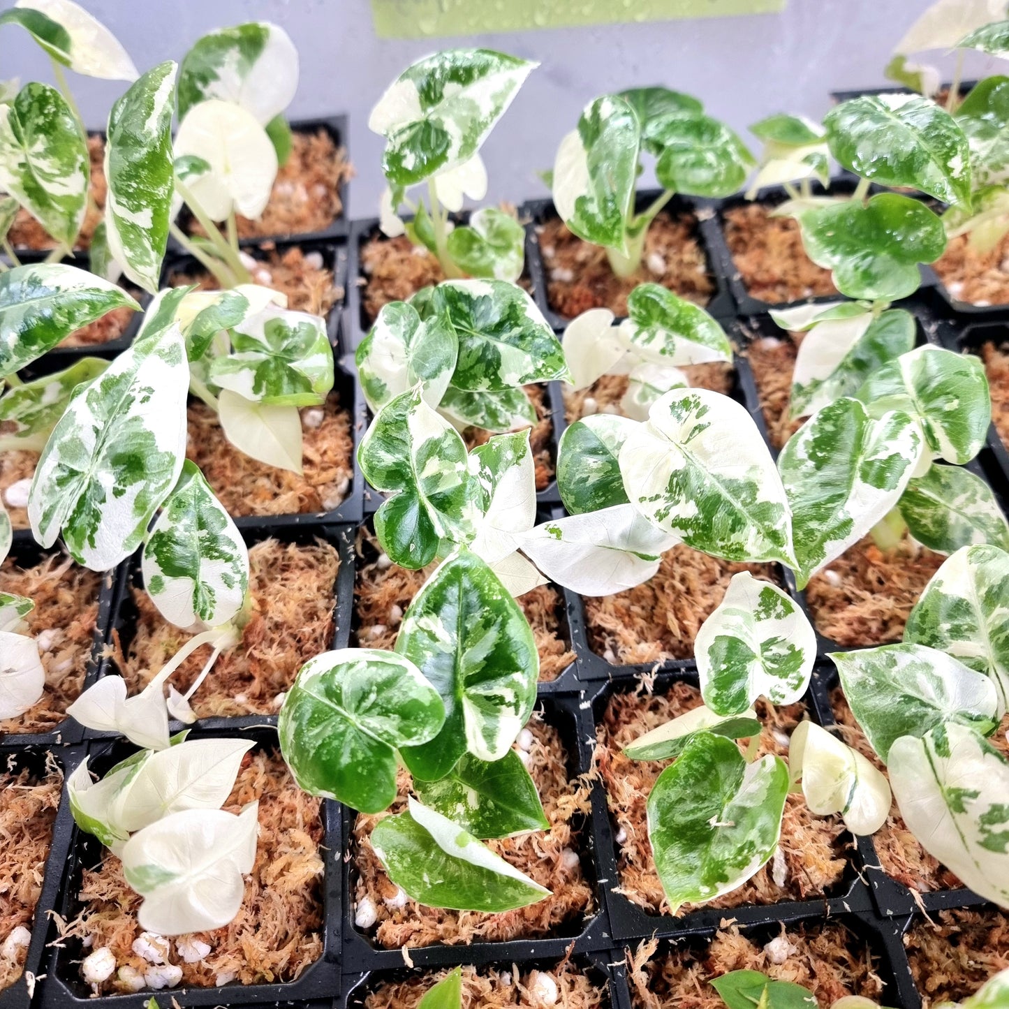 Alocasia micholitziana Frydek