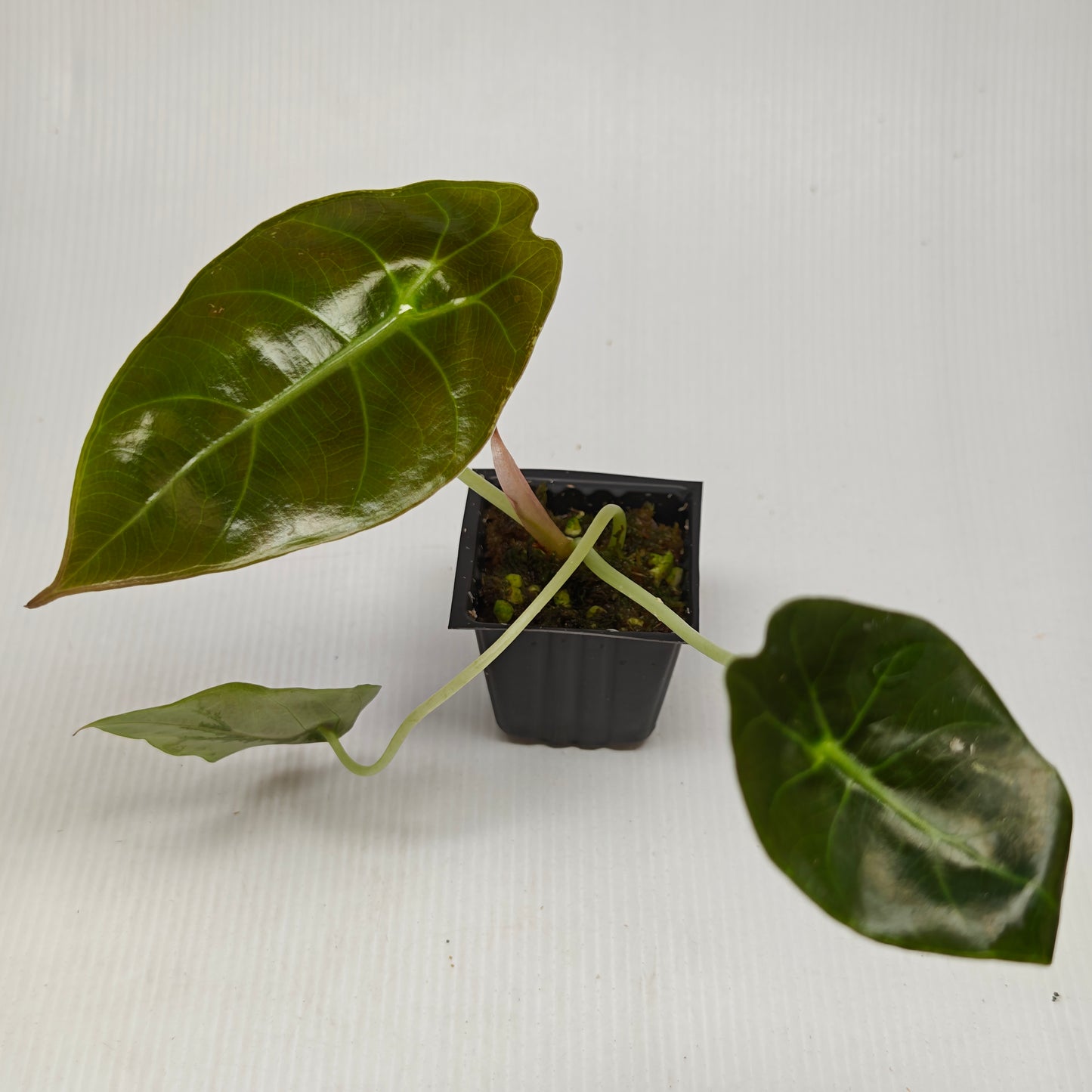 Alocasia sedenii Aurea Reverted