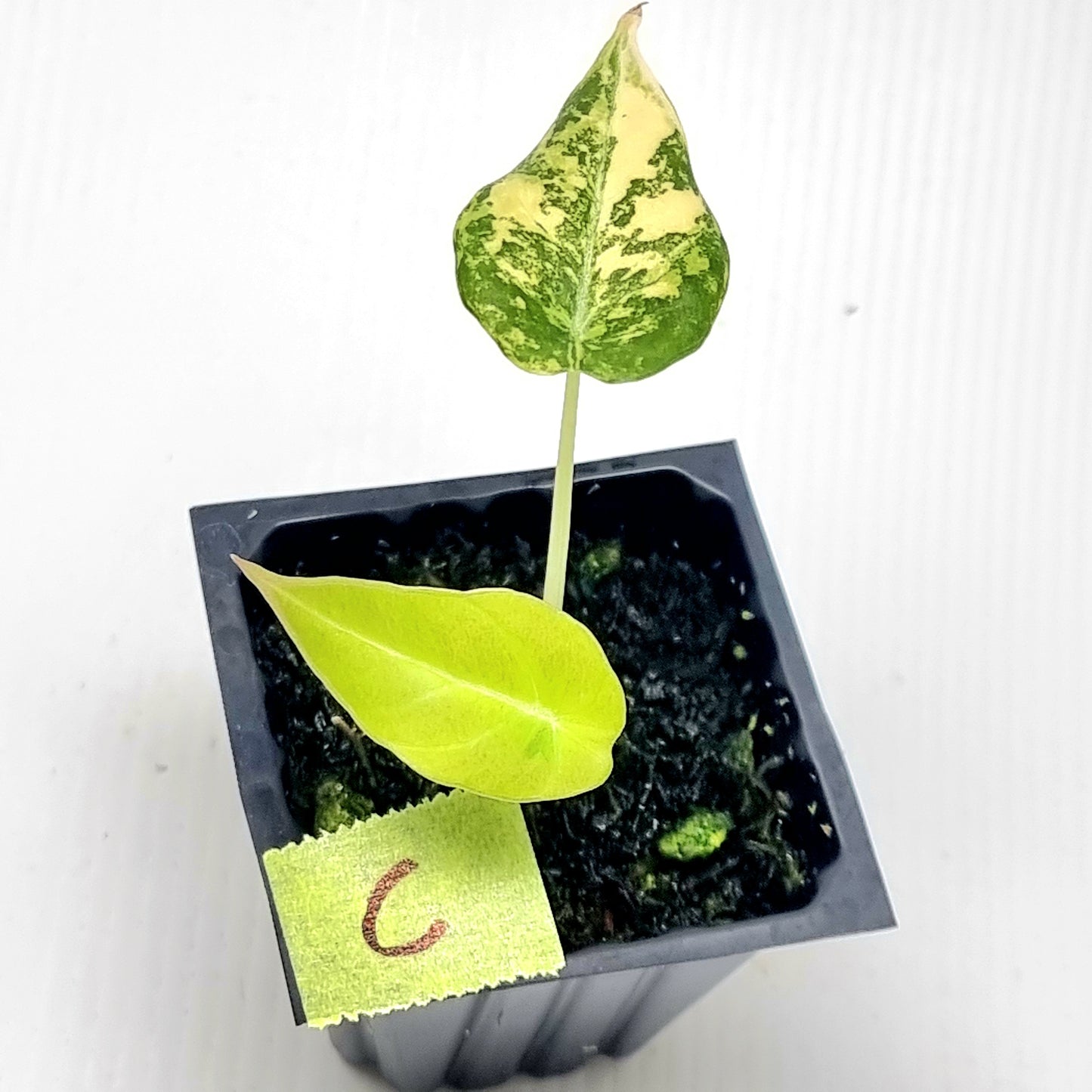 Alocasia Black Velvet Gold Variegated