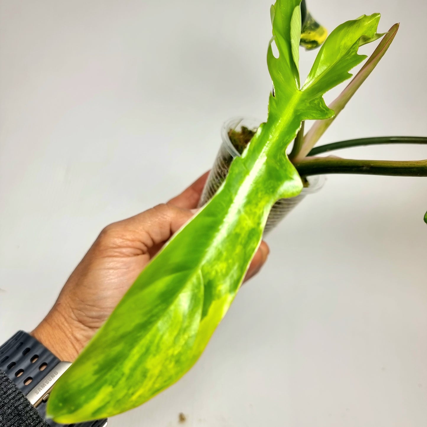 Philodendron Chaos (FBxMY narrow)