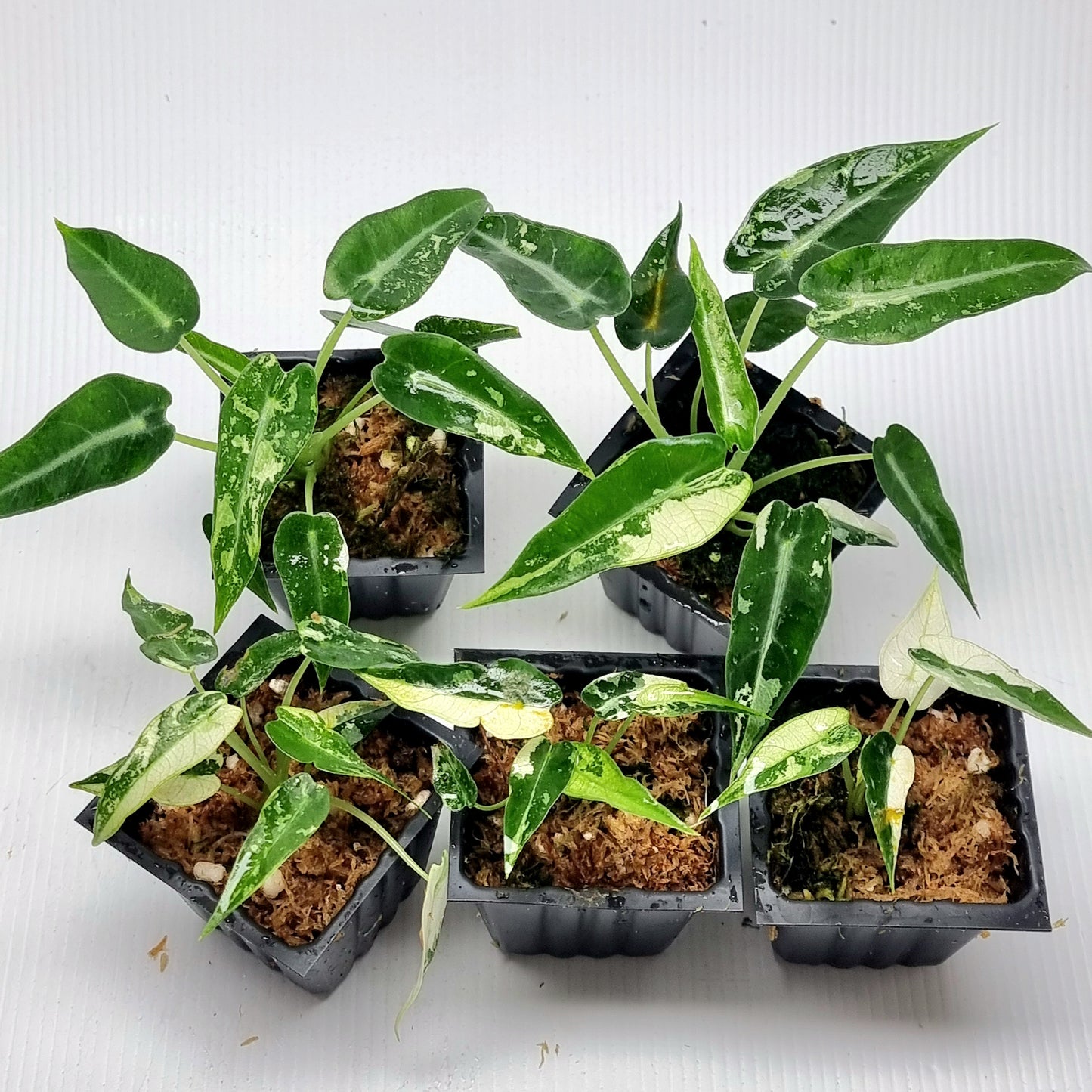 Alocasia amazonica Bambino Albo Variegated