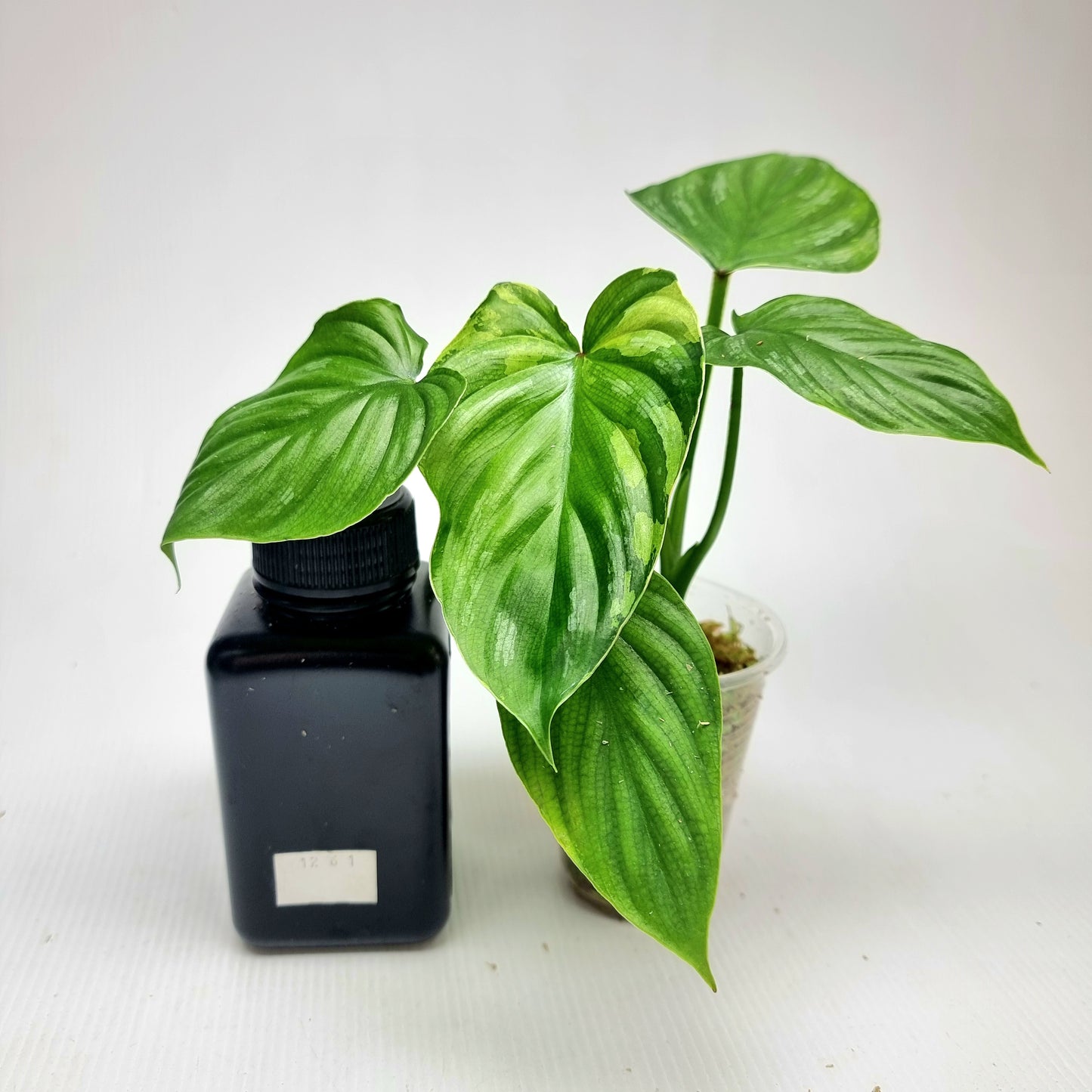 Philodendron plowmanii Variegated (M)
