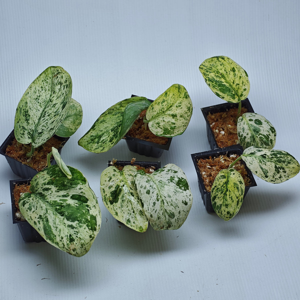 Scindapsus Jade Satin Marble