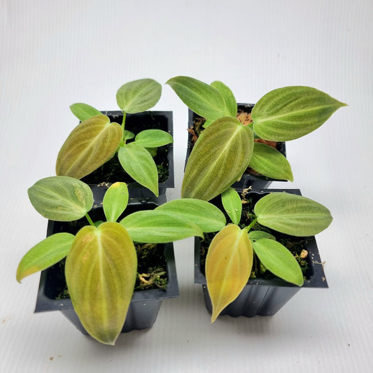Philodendron melanochrysum Reverted