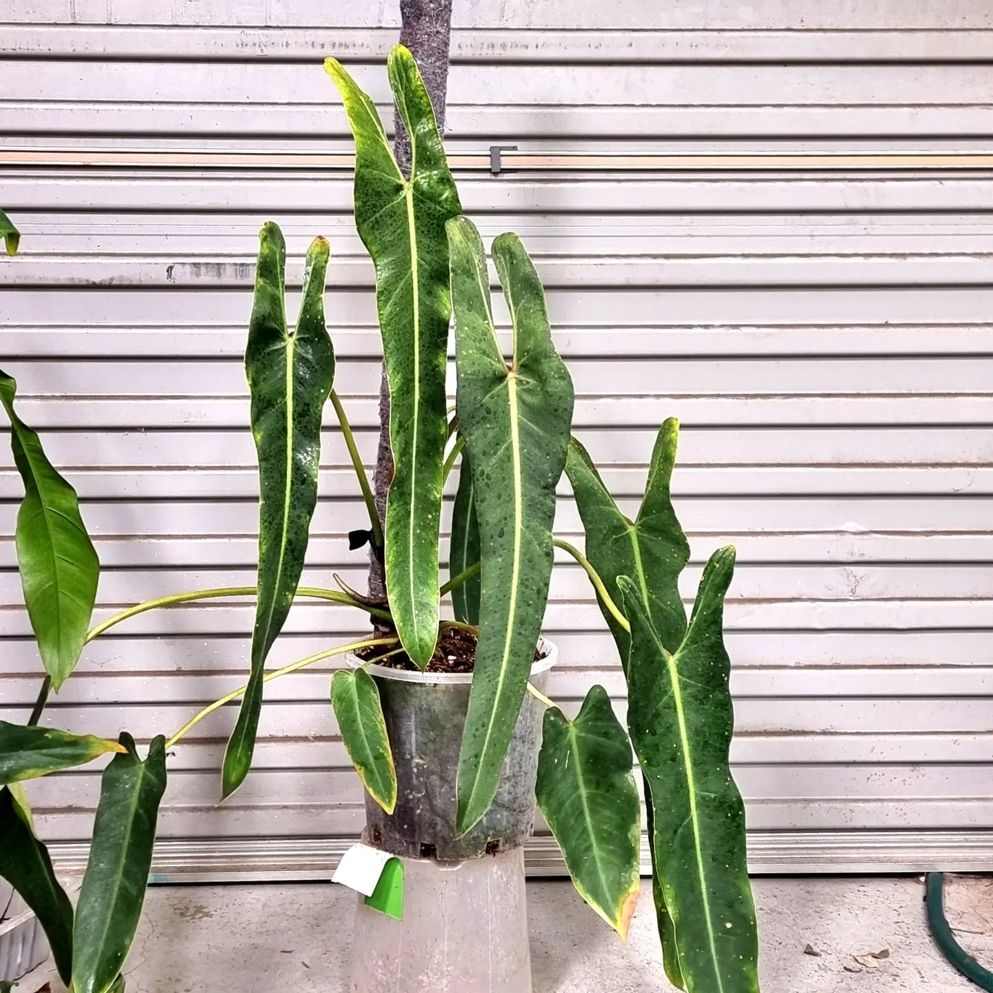philodendron spiritus sanctus Philodendron Spiritus Sancti – Flora Magnifica Australia