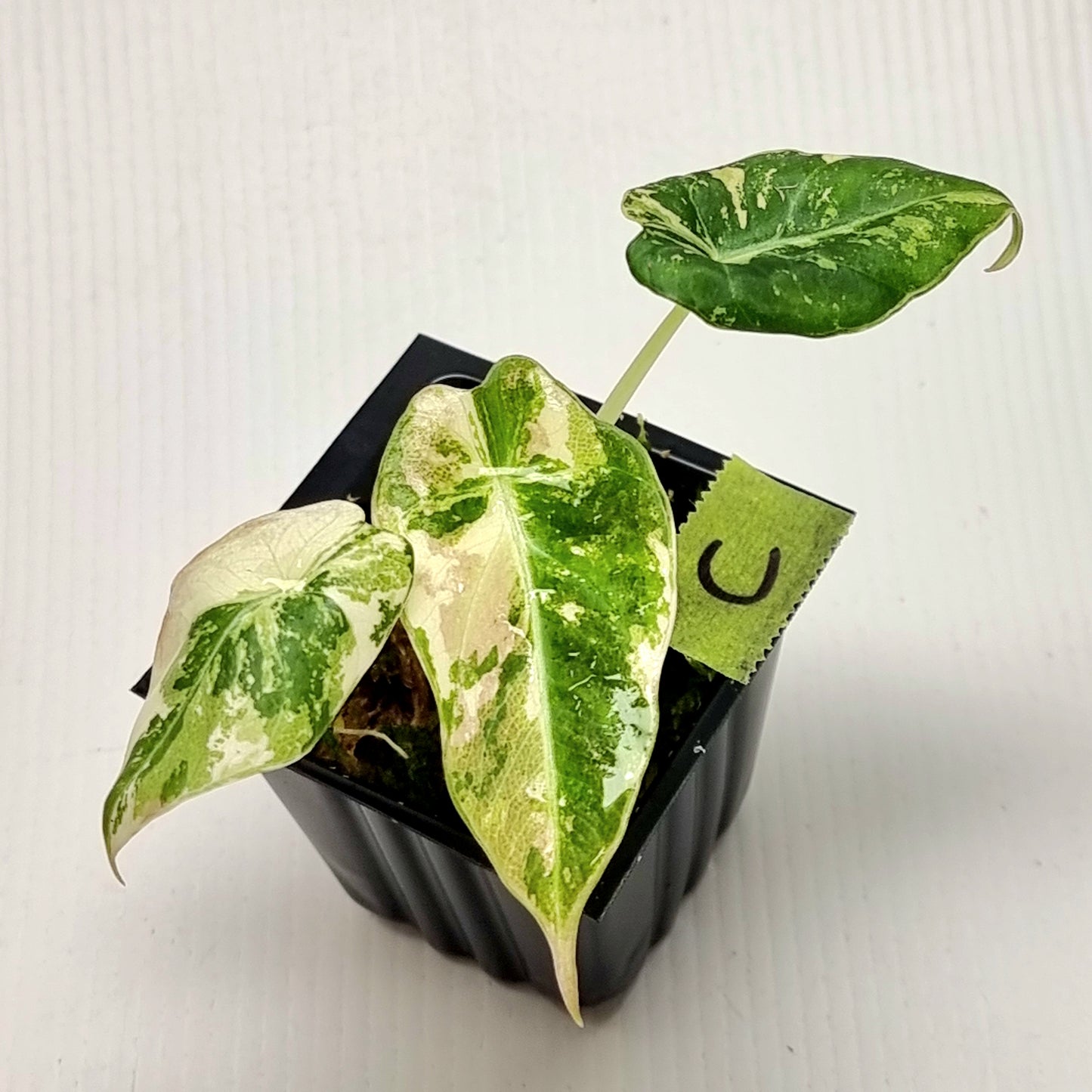 Alocasia black velvet Pink Variegated