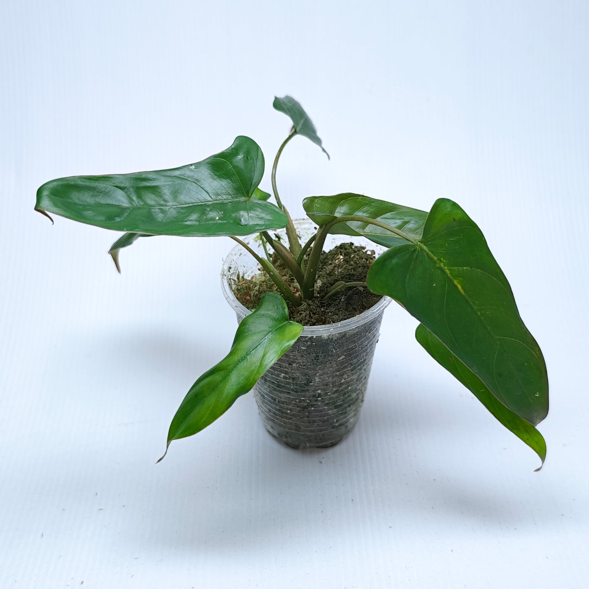 Philodendron pinnatilobum aff