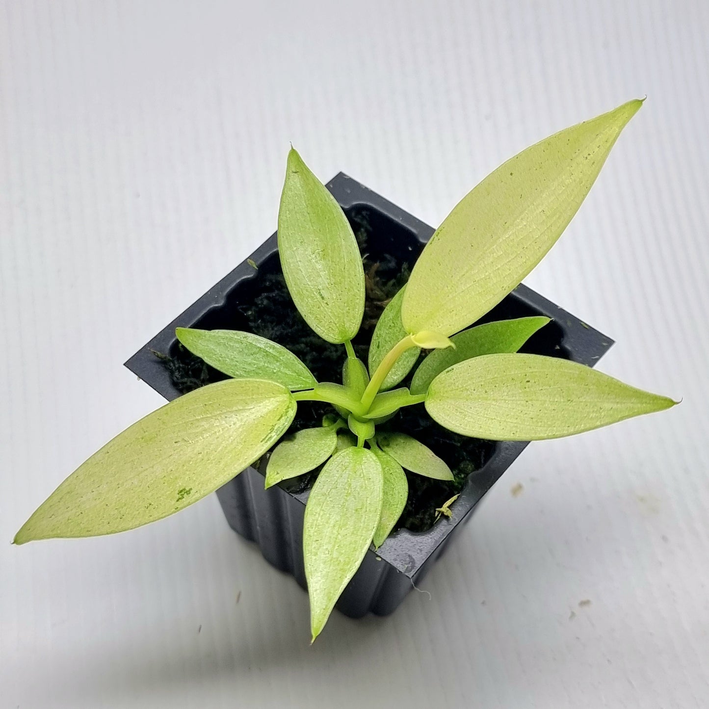 Philodendron Whipple Way