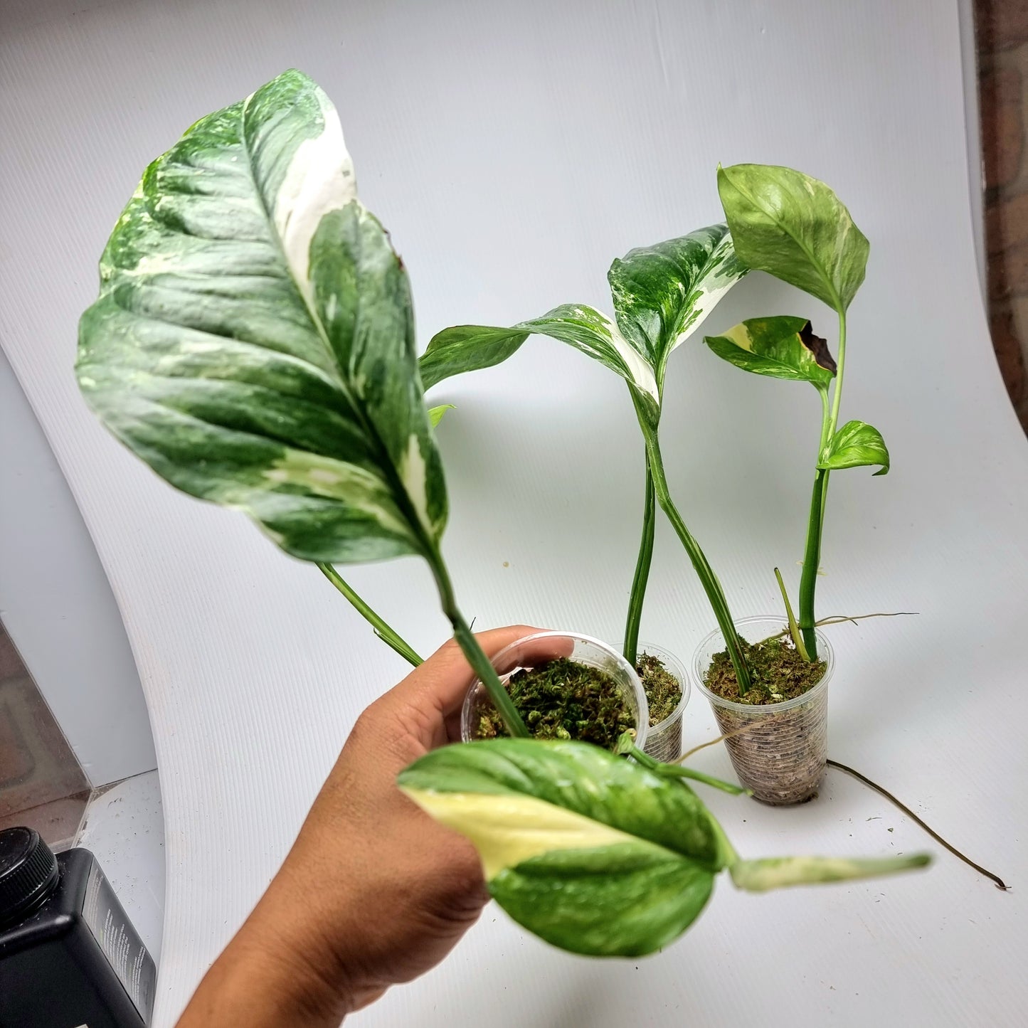 Monstera lechleriana variegated