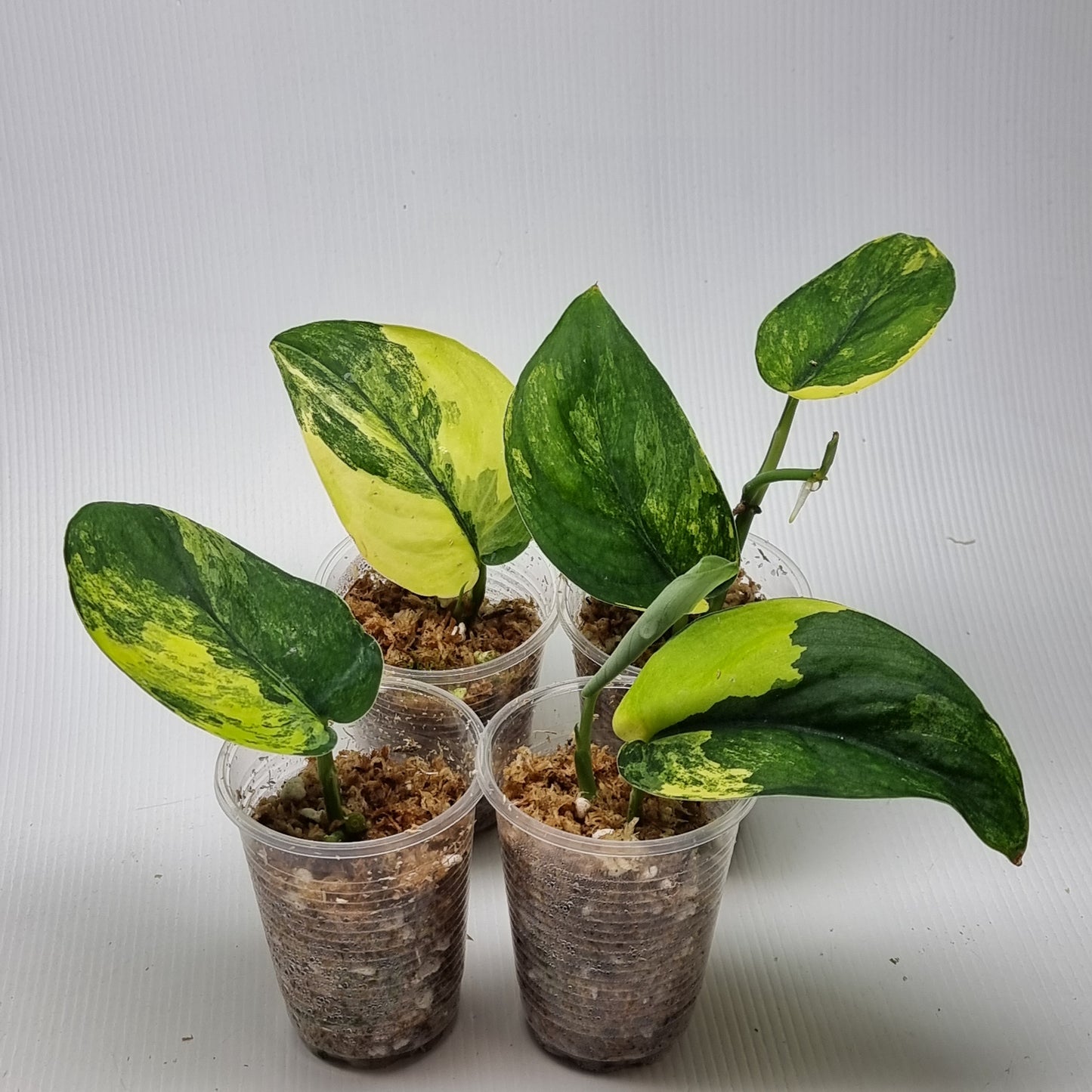 Scindapsus Jade Satin Aurea Variegated, Rooted Cutting