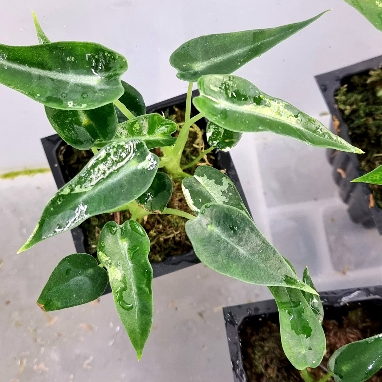 Alocasia Bambino Green Albo Low Variegated