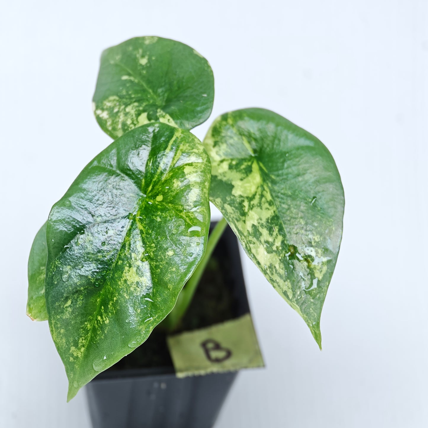Alocasia sinuata Albo Variegated