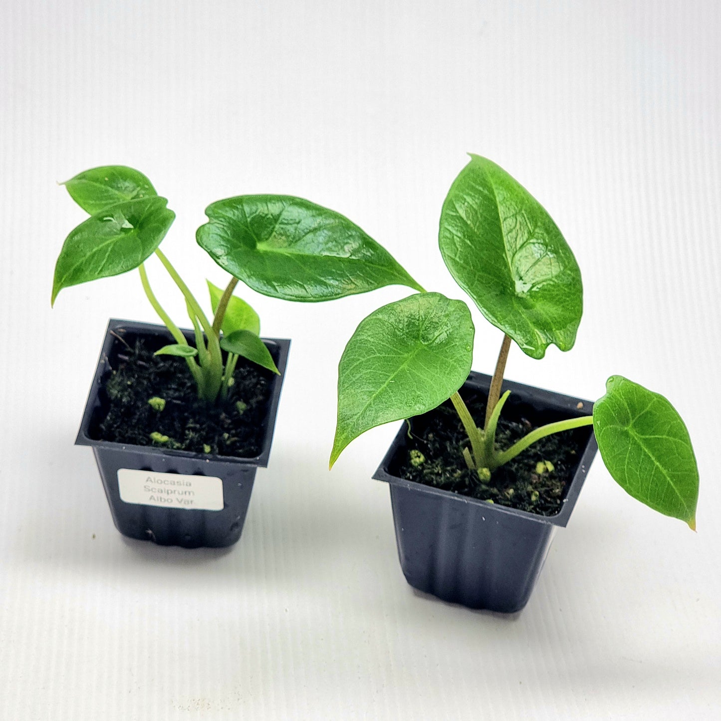 Alocasia scalprum Albo REVERTED