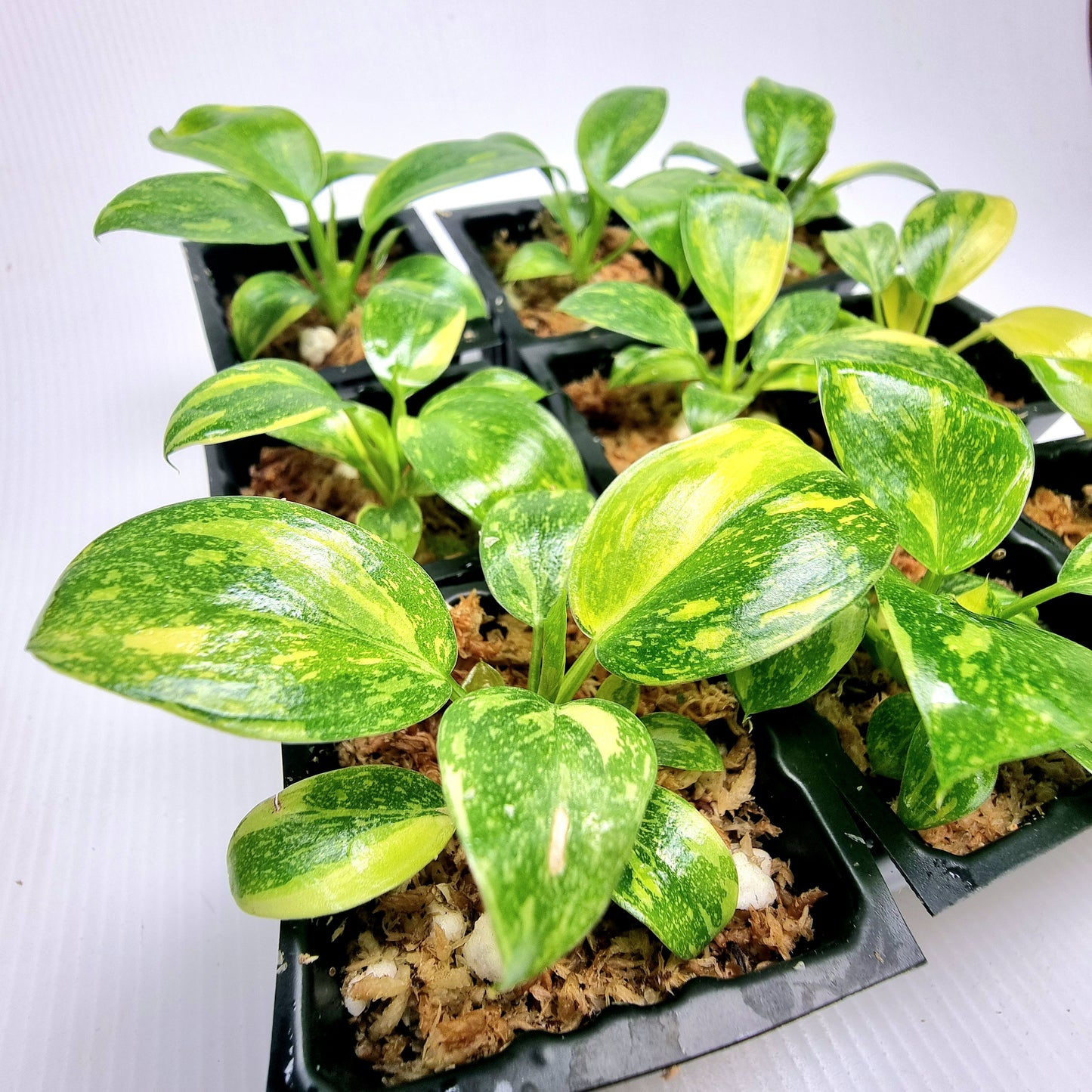 Philodendron Green Congo Nuclear