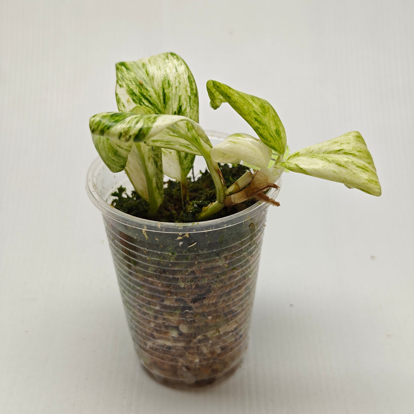 Rhaphidophora elliptifolia Variegated