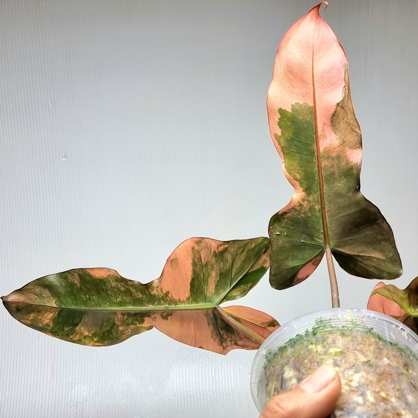 Philodendron Brown Beauty (FB x Black billie) variegated