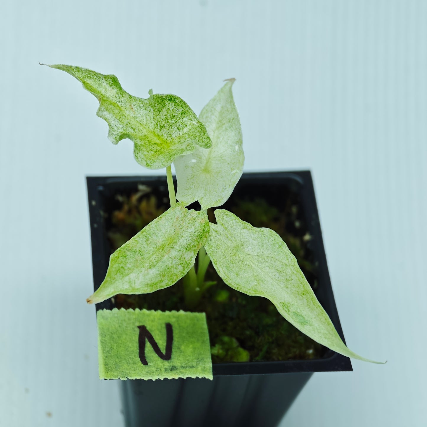Alocasia Black Satun Stardust