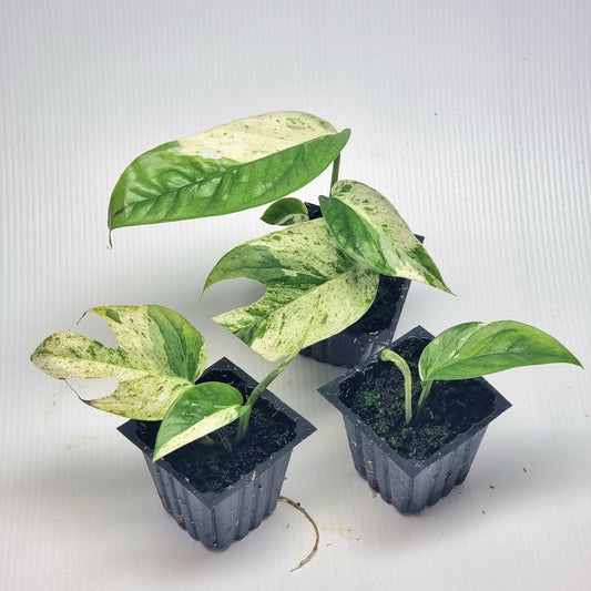 Epipremnum pinnatum 'Marble'