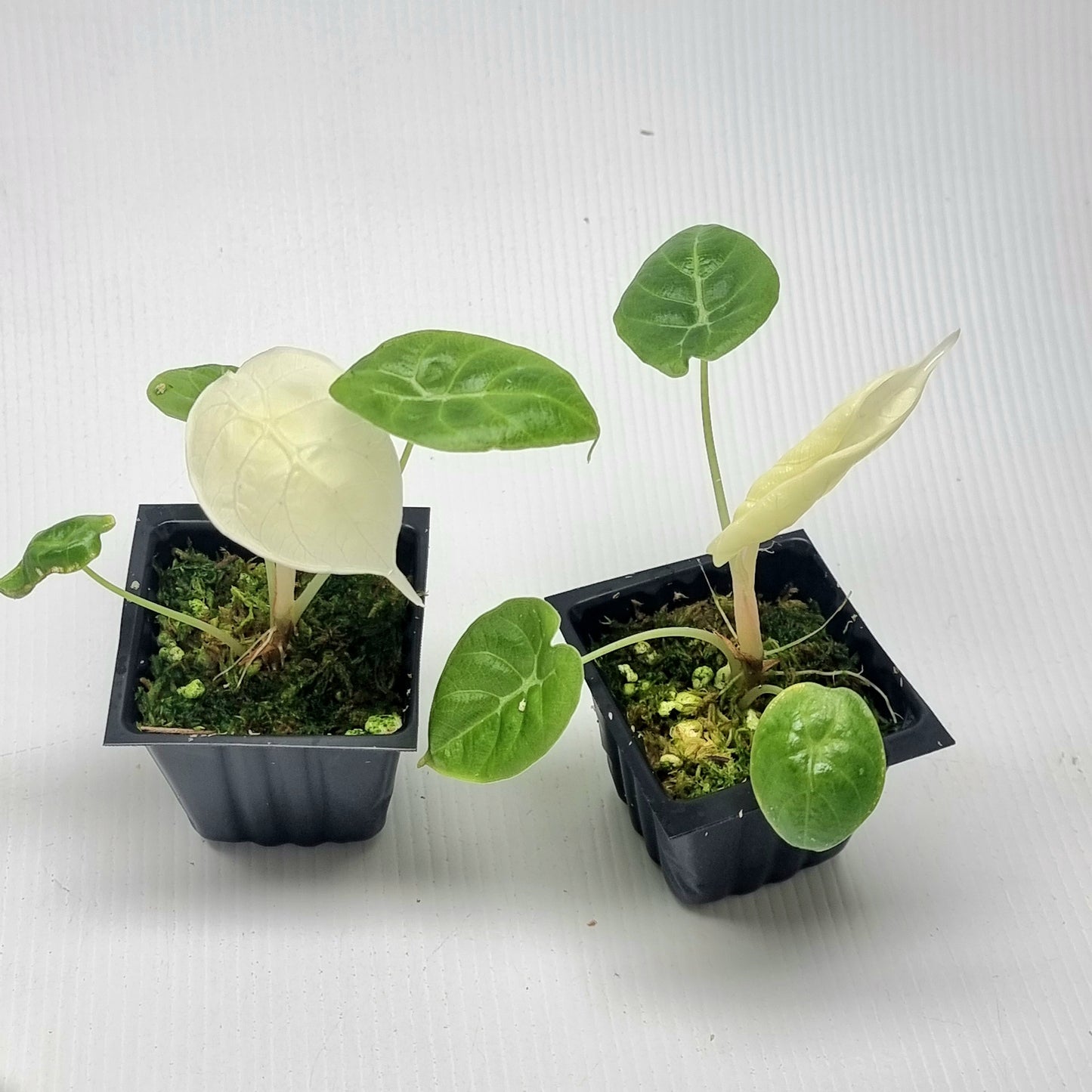 Alocasia longiloba watsoniana Doff Mint
