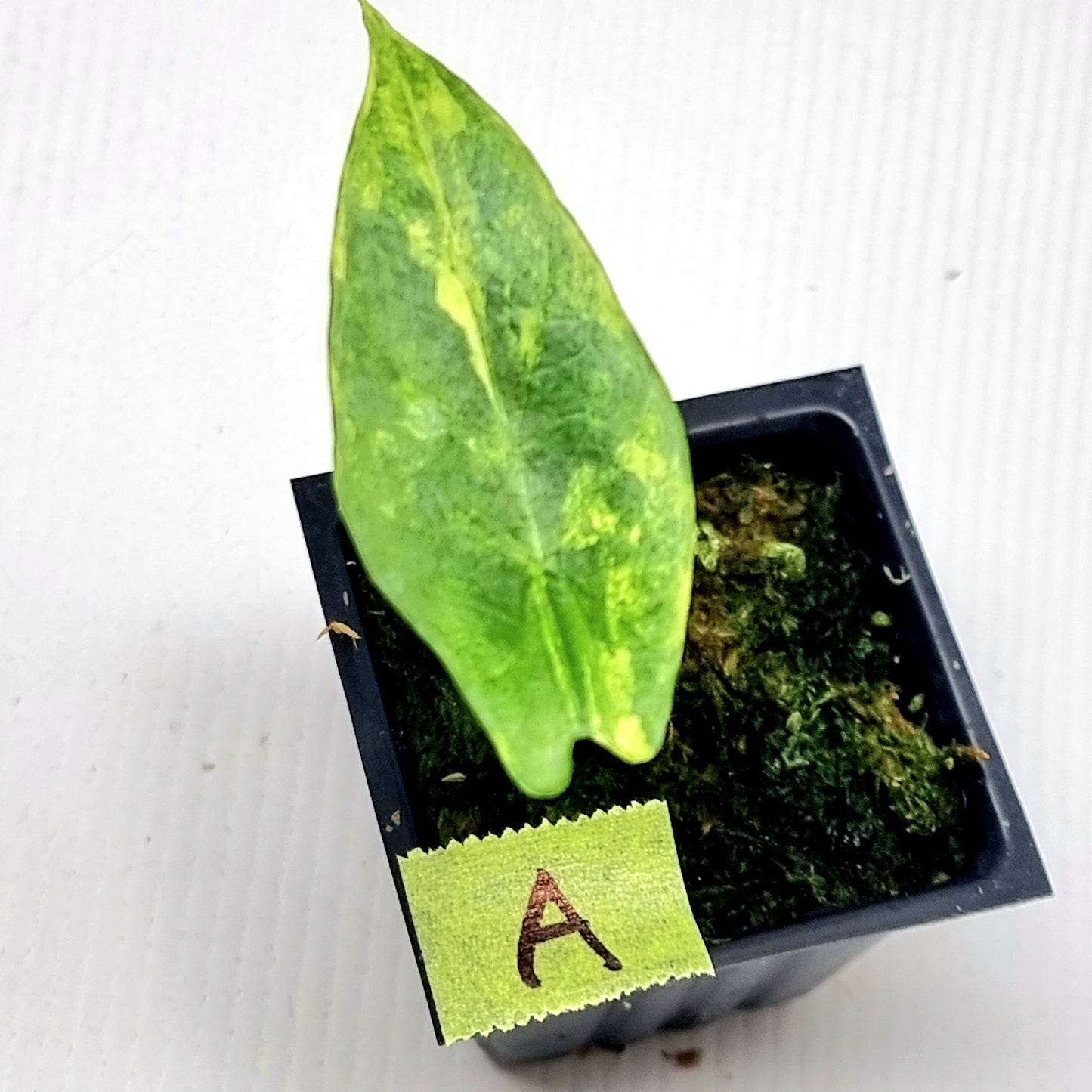 Alocasia scalprum Aurea Variegated