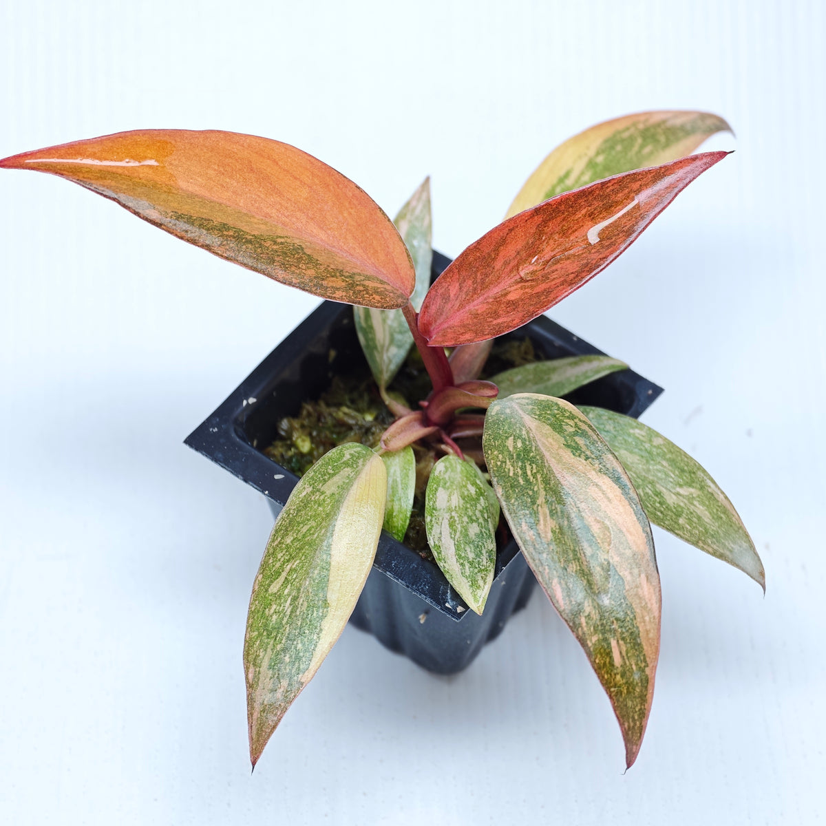 Philodendron orange princess