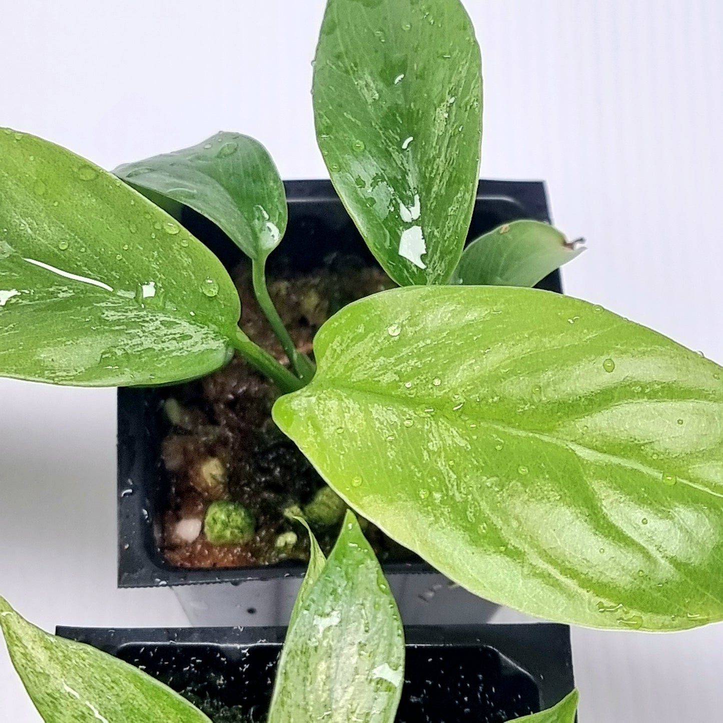 Rhaphidophora tetrasperma Mint