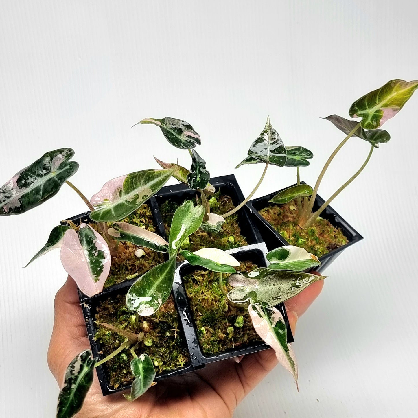 Alocasia Bambino Pink Variegated