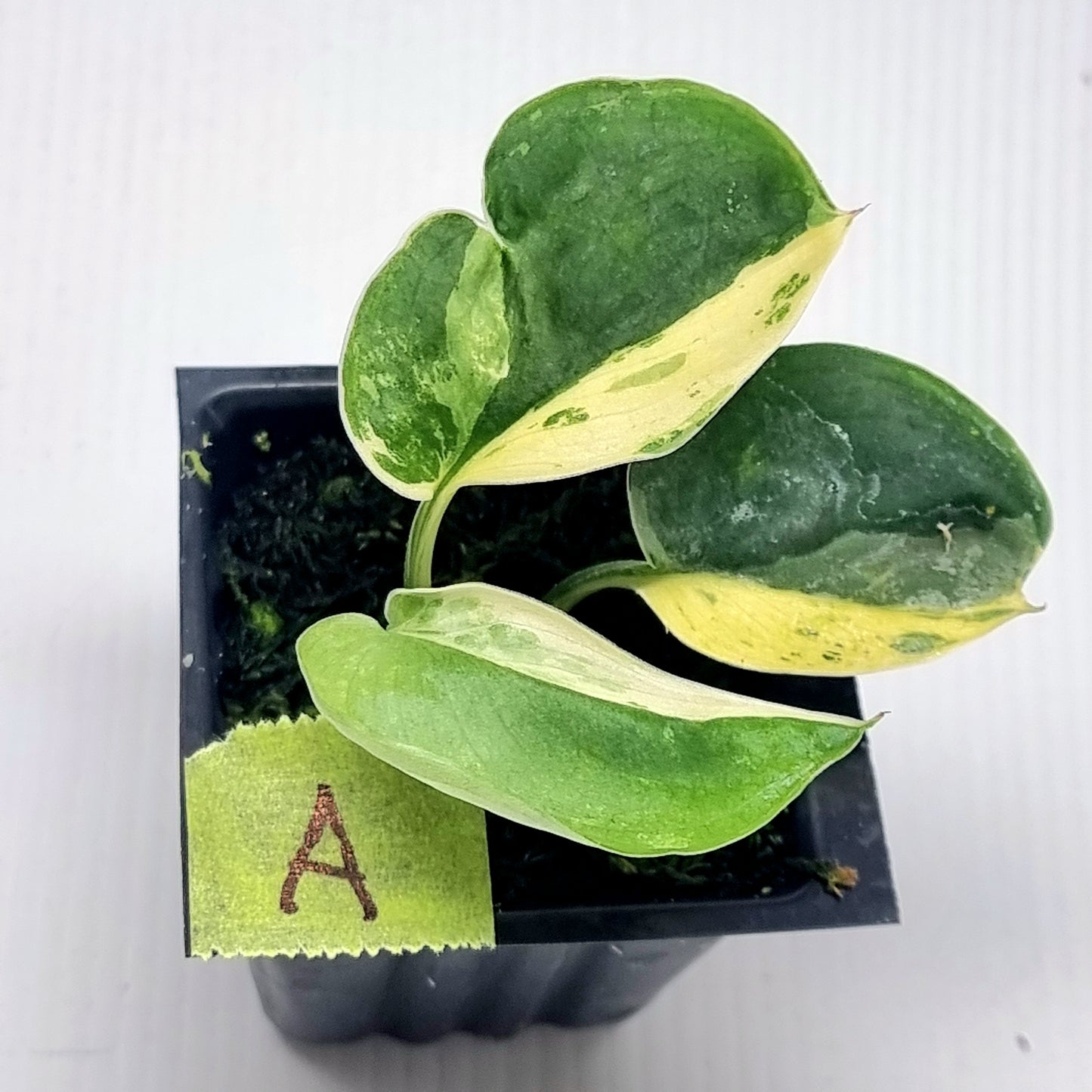 Scindapsus Jade Satin Silver White