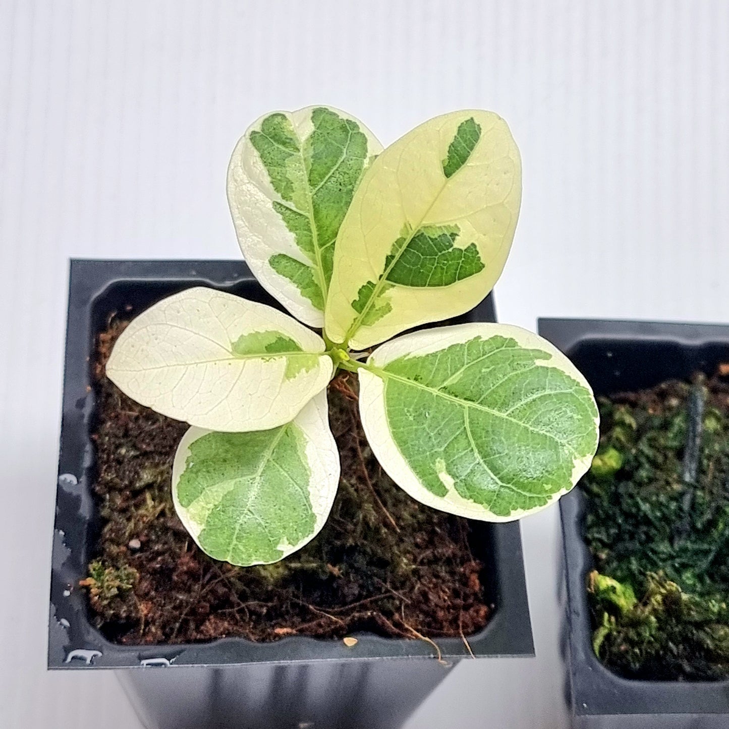 Ficus lyrata variegated