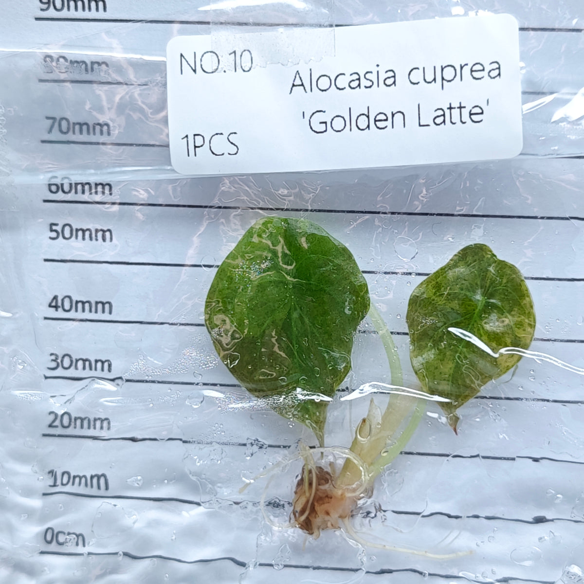 Alocasia cuprea Golden latte Variegated (1plant/bag) - Tissue culture