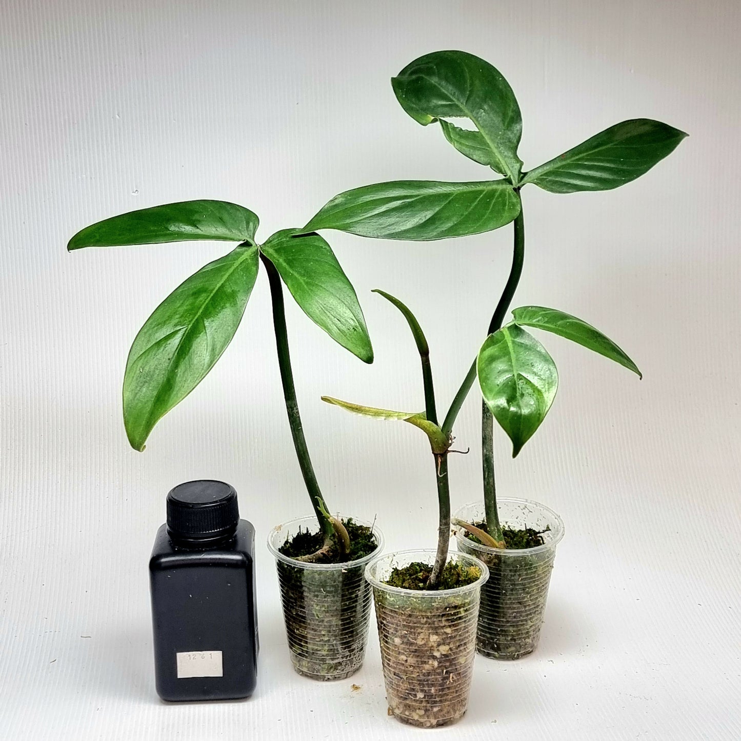 Philodendron sanctamartinense
