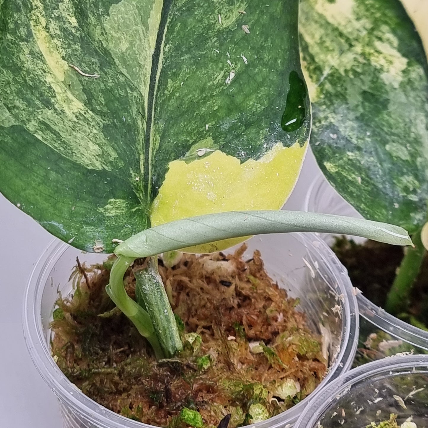 Scindapsus Jade Satin Aurea Variegated, Rooted Cutting