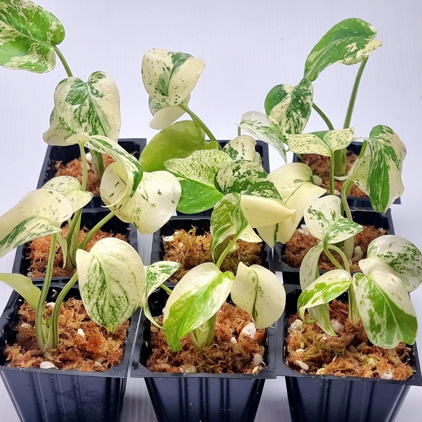 Monstera deliciosa Mint