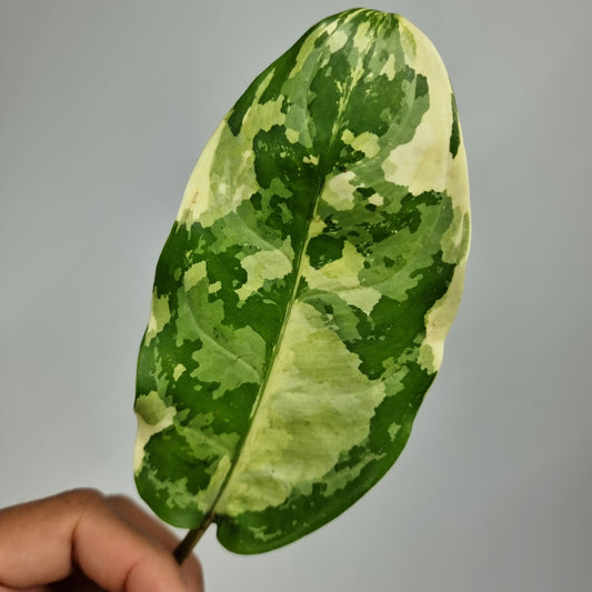 rare Variegated Aglaonema 'Manila's Pride' for sale in Perth Australia