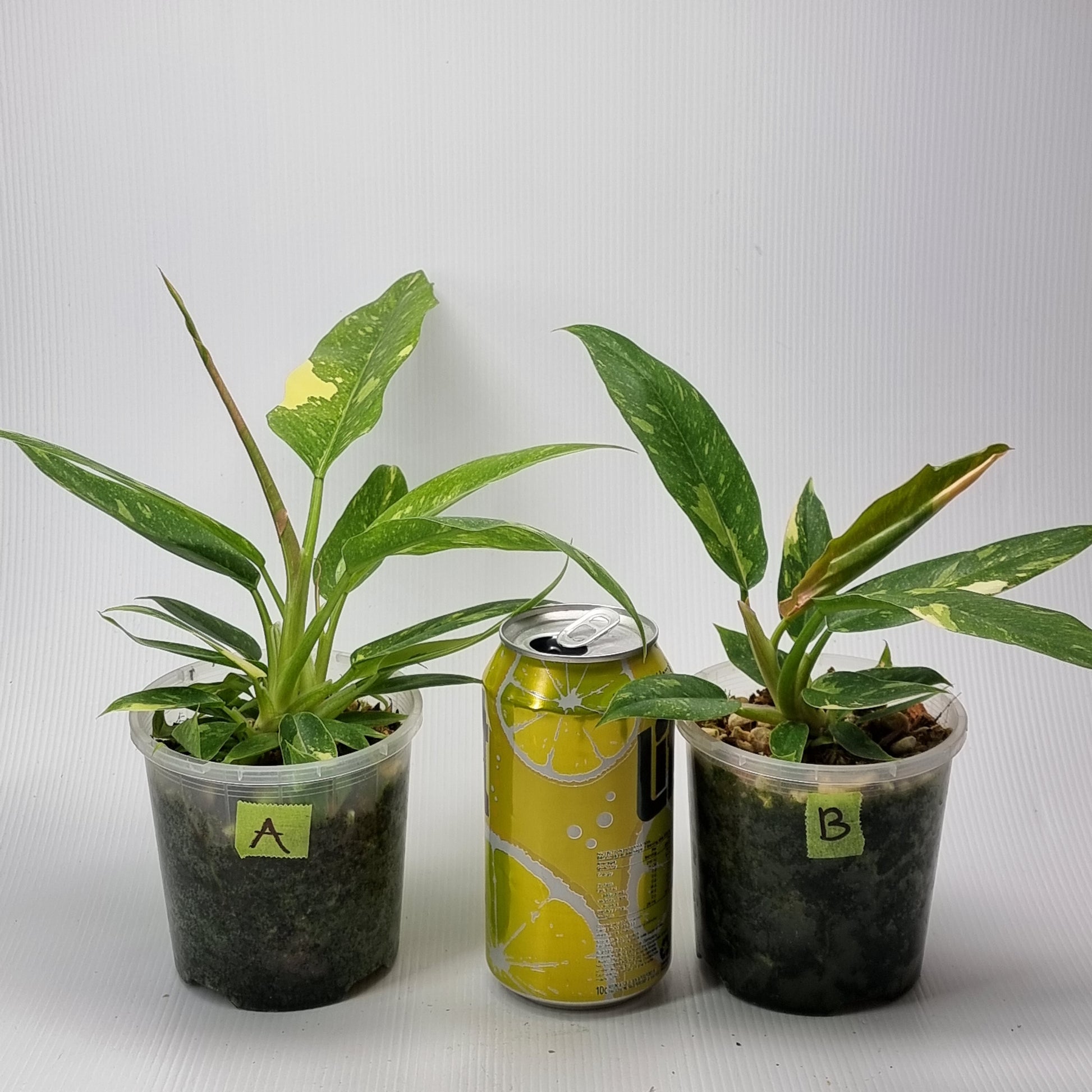rare Philodendron Ring of Fire for sale in Perth Australia