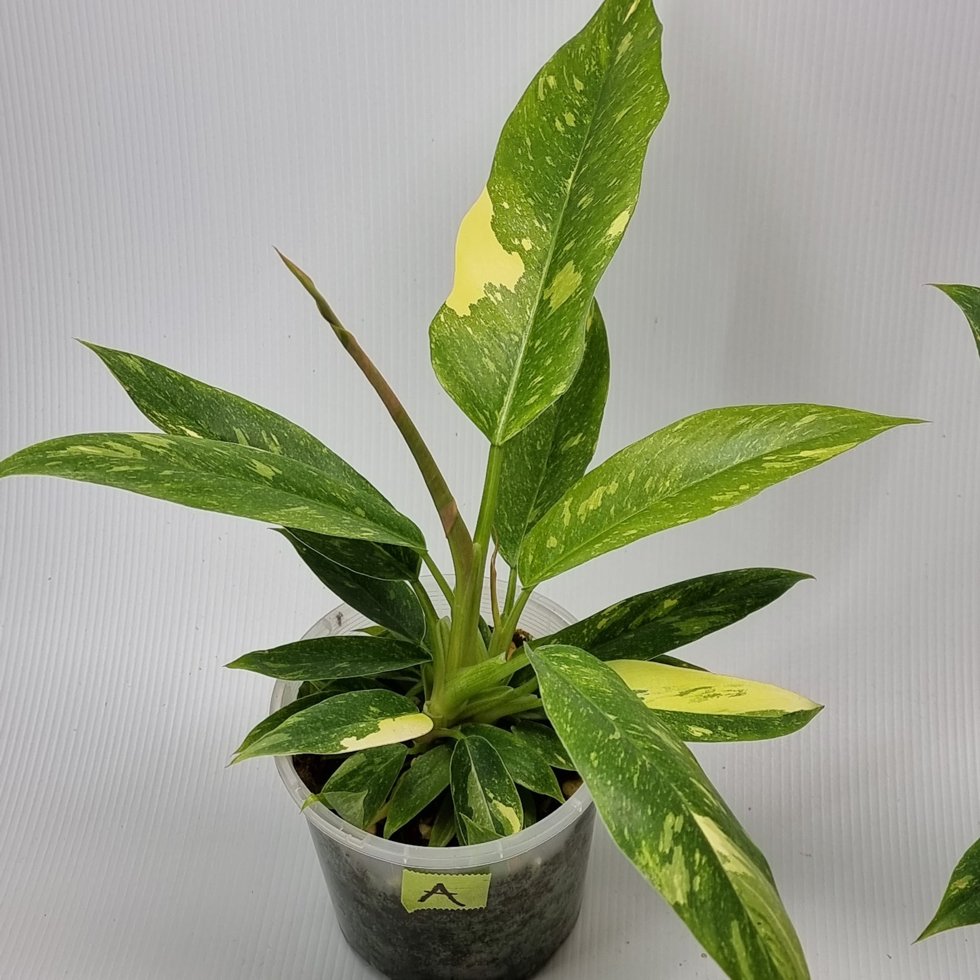 rare Philodendron Ring of Fire for sale in Perth Australia