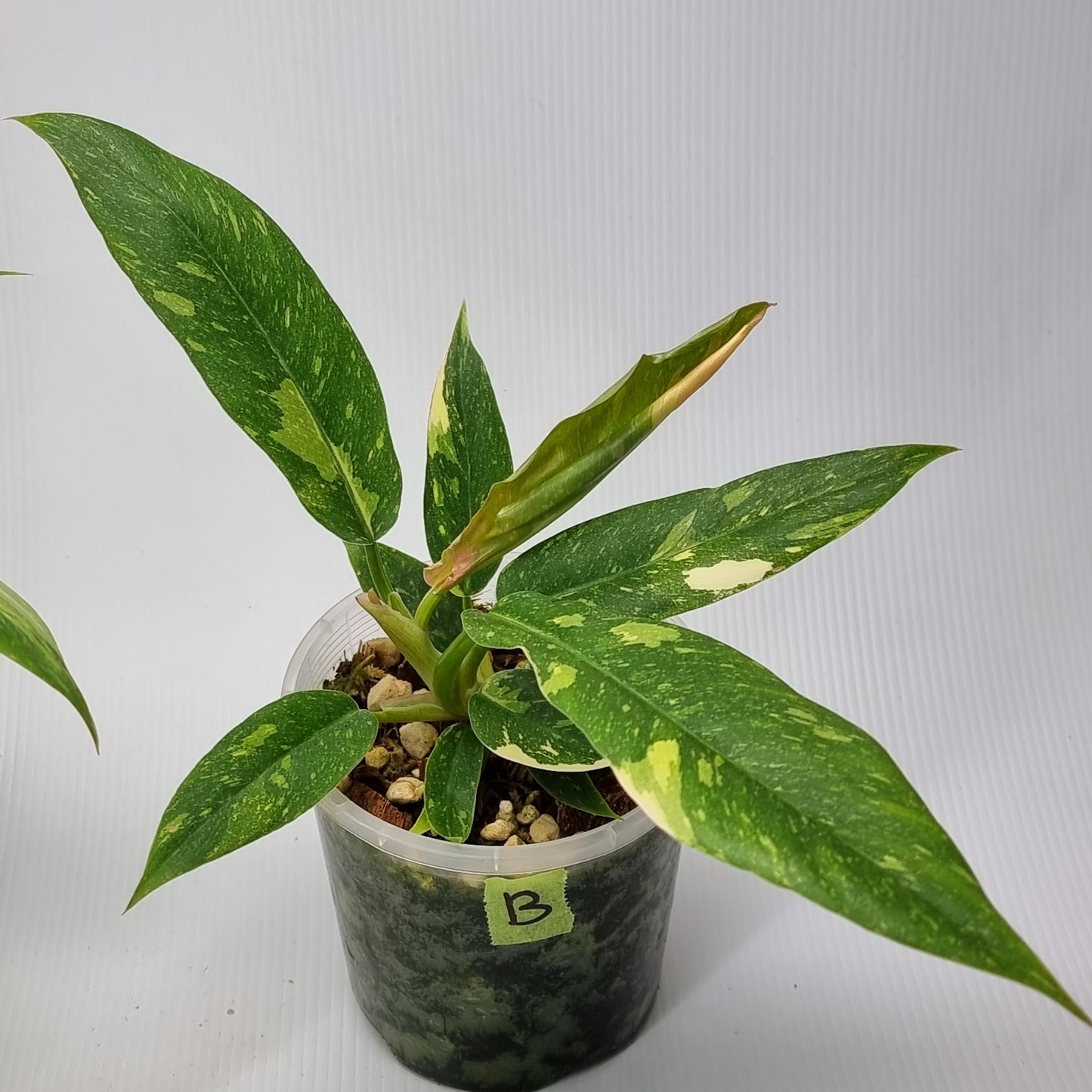 rare Philodendron Ring of Fire for sale in Perth Australia