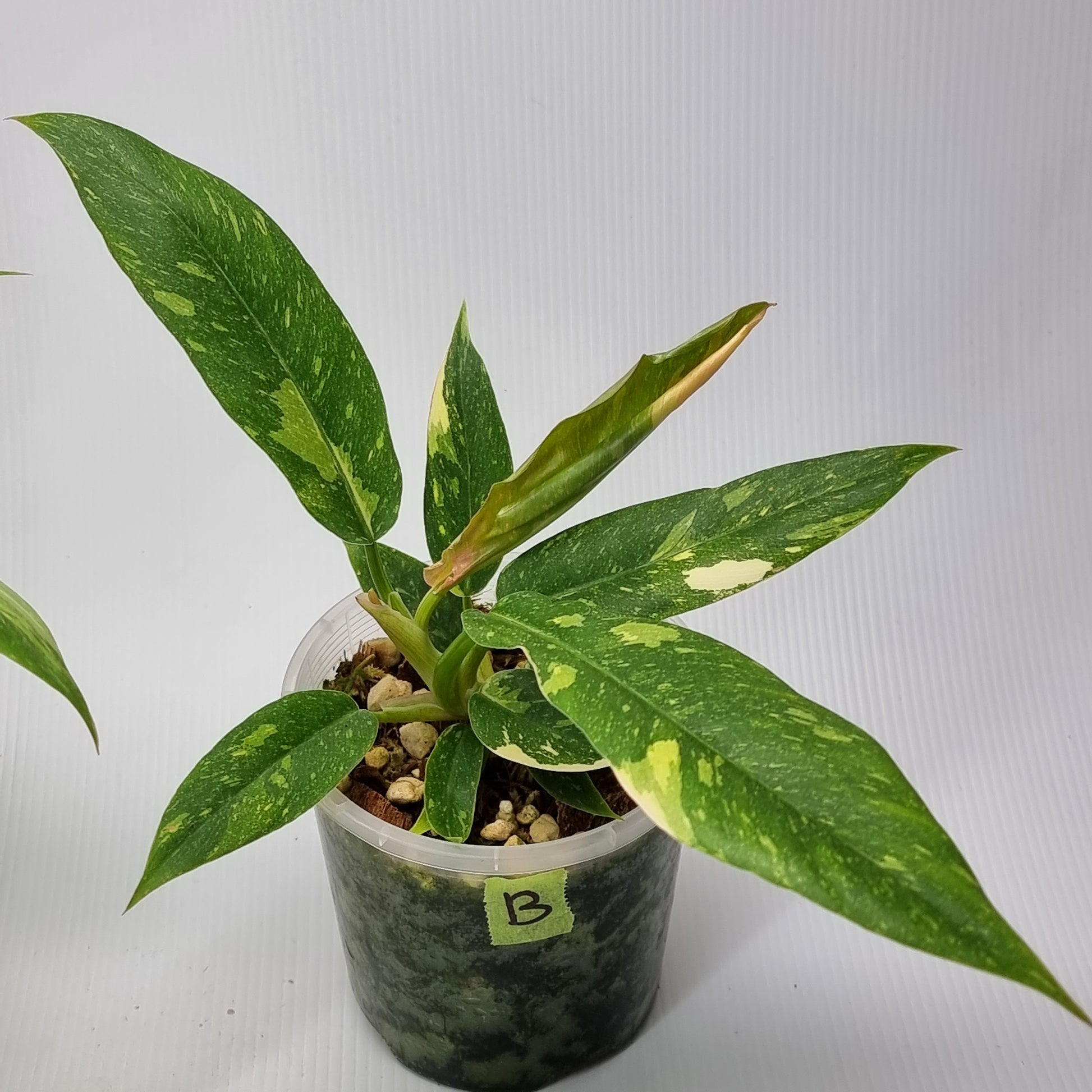 rare Philodendron Ring of Fire for sale in Perth Australia