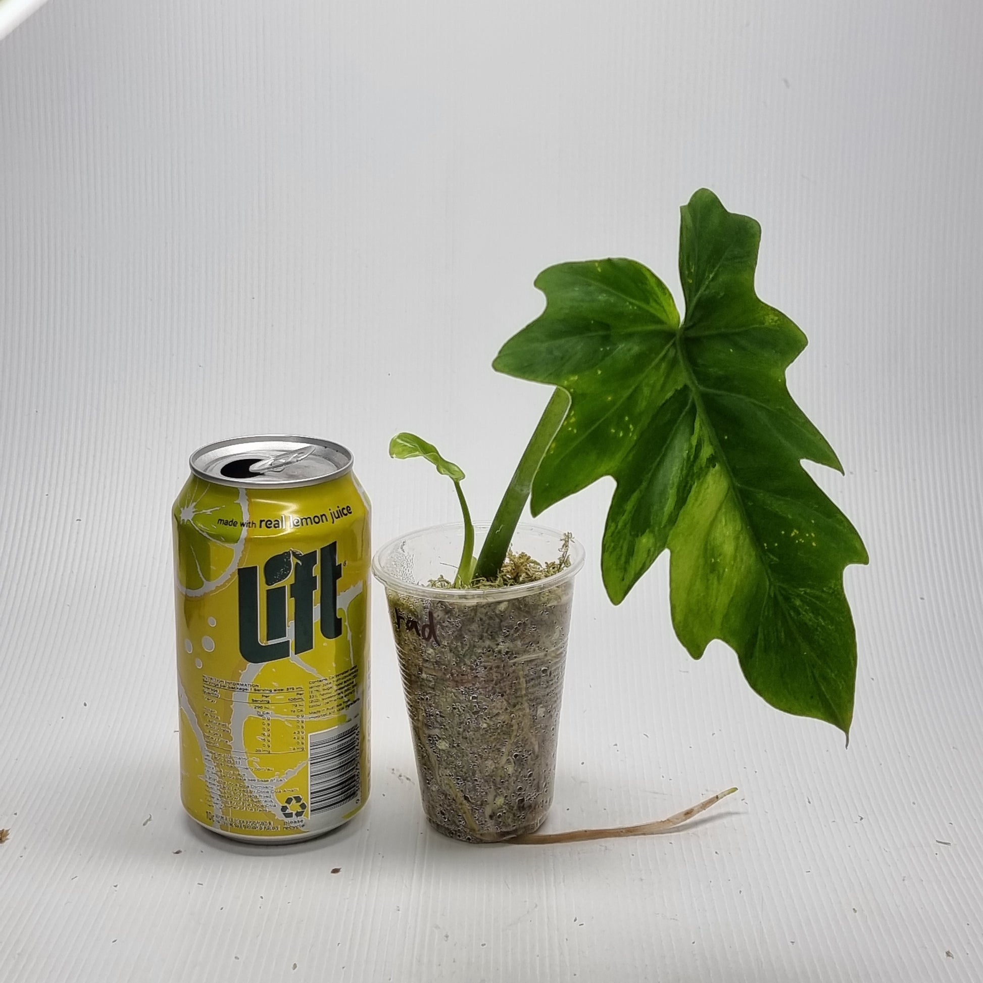 rare Philodendron radiatum variegated for sale in Perth Australia