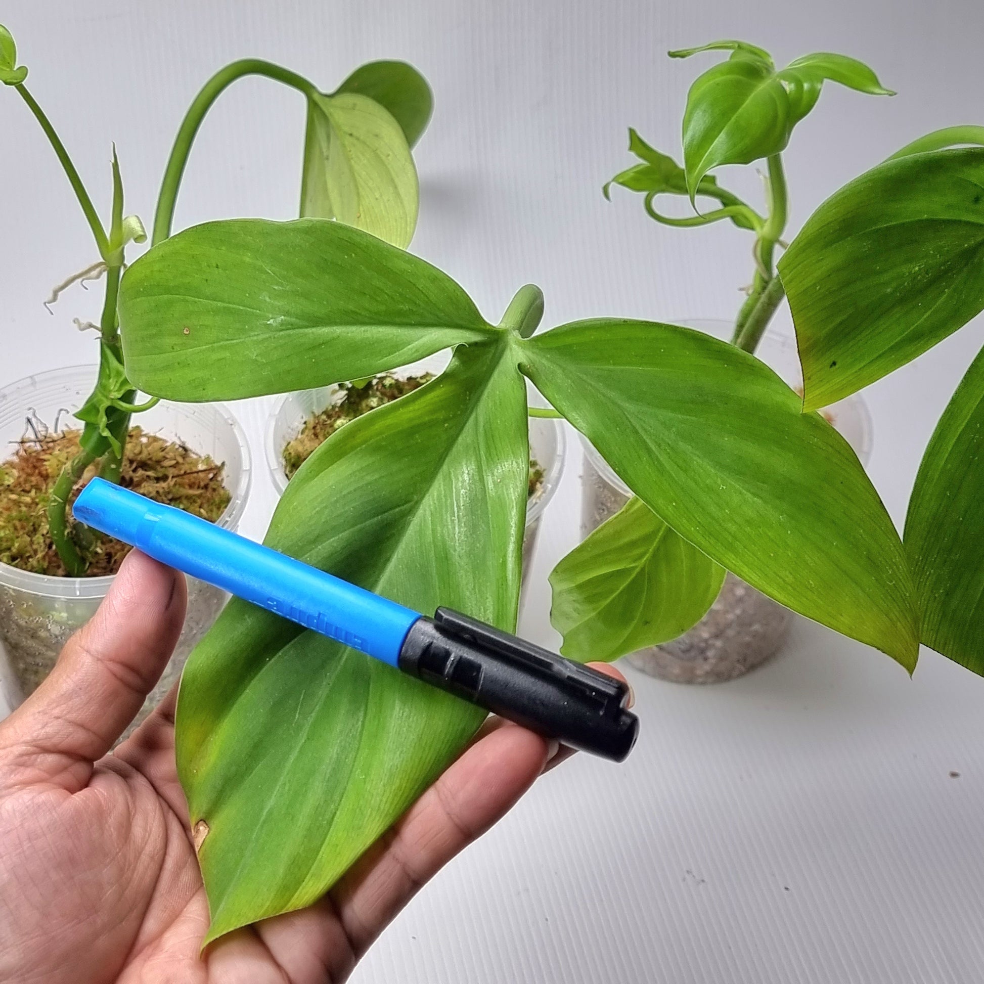 rare Philodendron tripartitum for sale in Perth Australia
