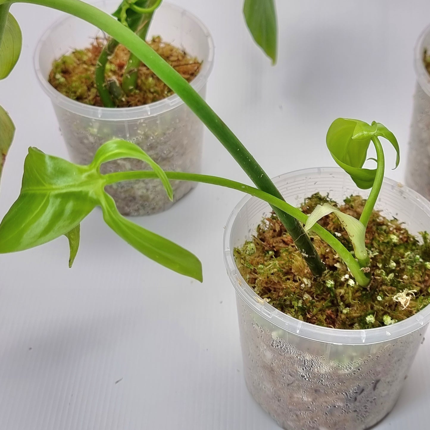 rare Philodendron tripartitum for sale in Perth Australia