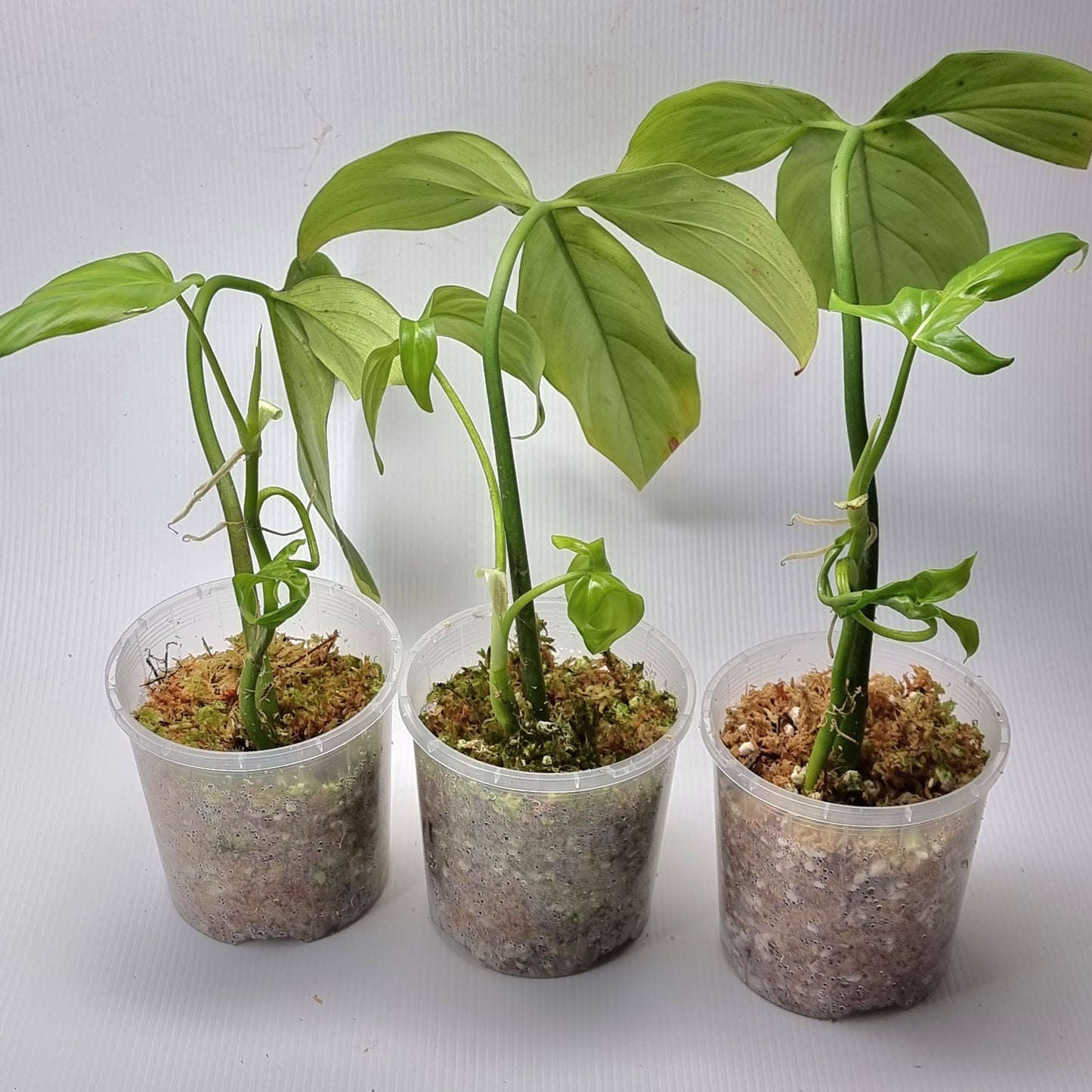 rare Philodendron tripartitum for sale in Perth Australia