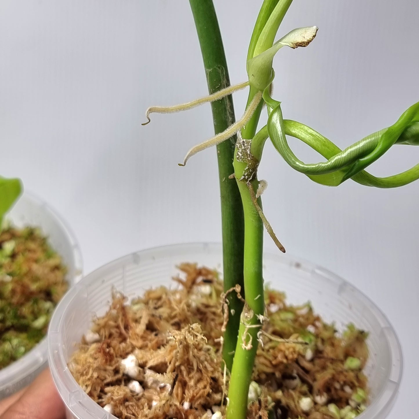 rare Philodendron tripartitum for sale in Perth Australia