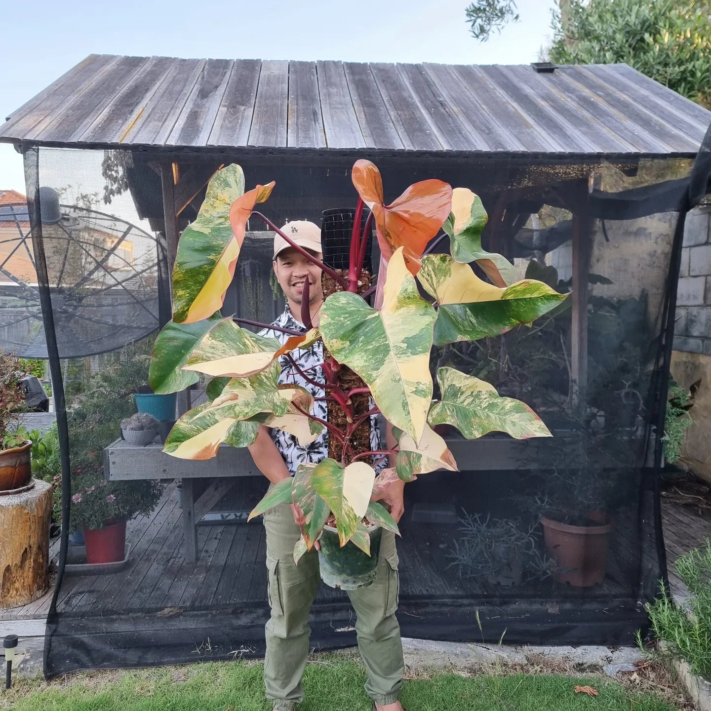 Rare Philodendron strawberry shake for sale in Perth Australia, rare plant collectible