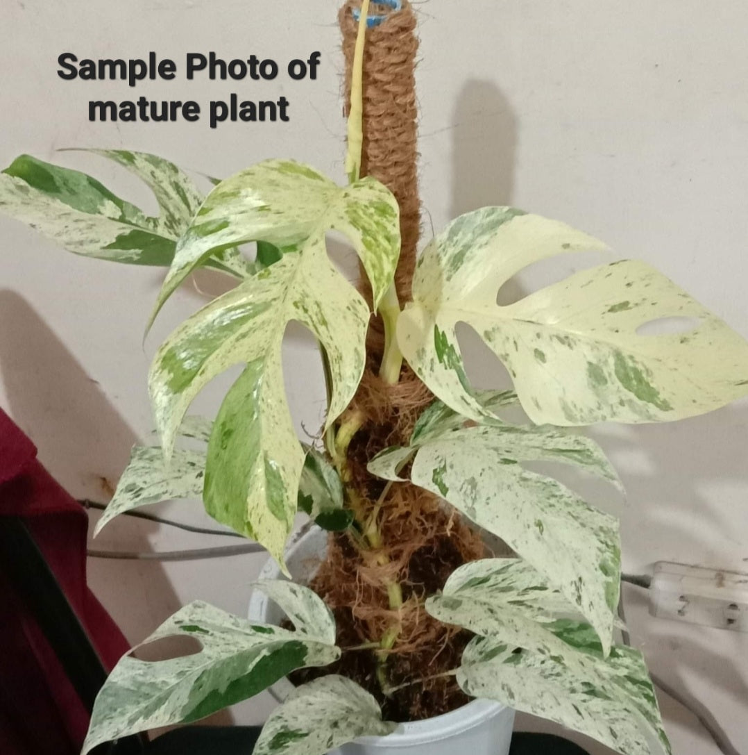 Variegated Epipremnum pinnatum marble for sale in Perth Australia