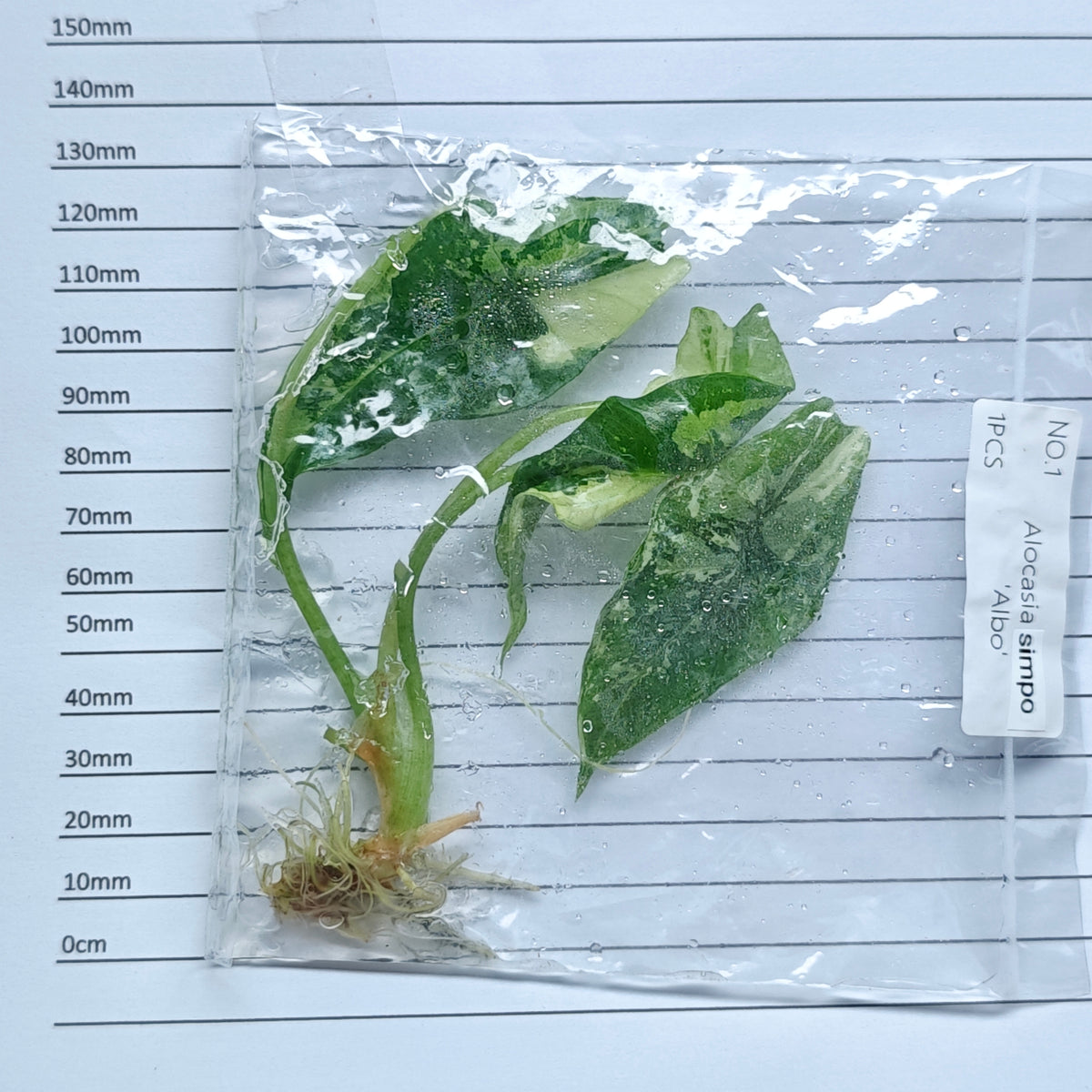 Alocasia Simpo Albo Variegated (1plant/bag) - Tissue culture