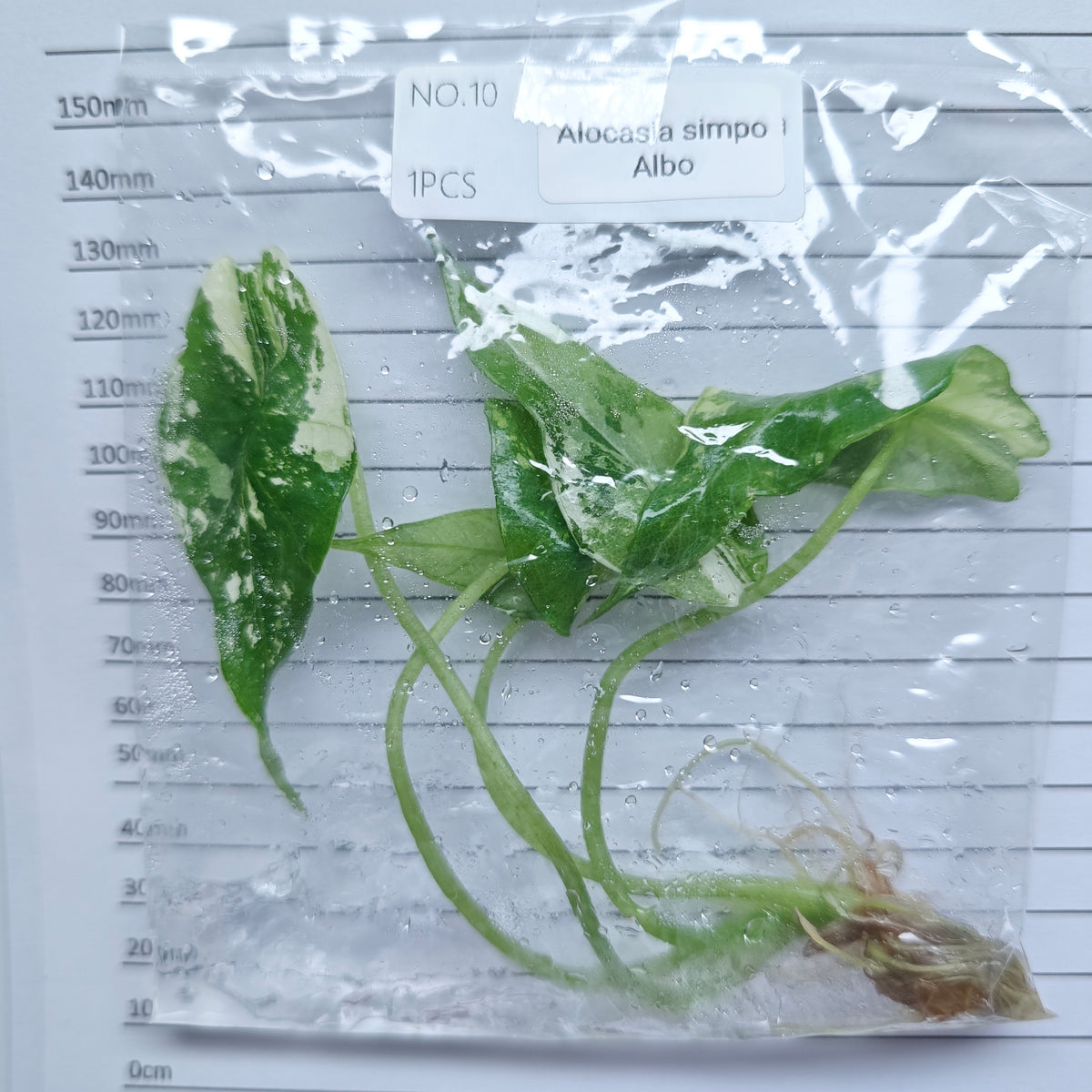 Alocasia Simpo Albo Variegated (1plant/bag) - Tissue culture